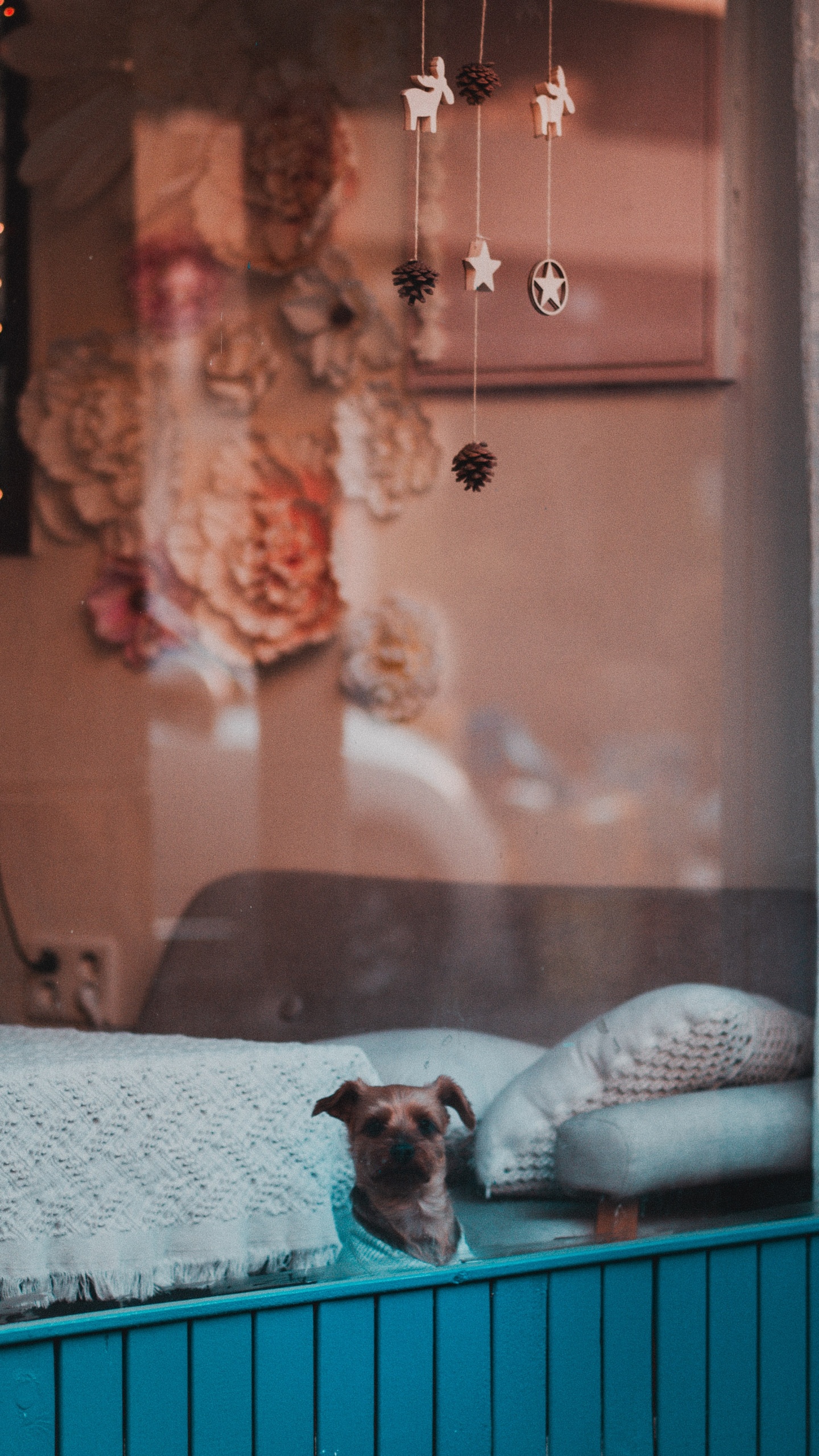 White and Brown Short Coated Small Dog. Wallpaper in 1440x2560 Resolution