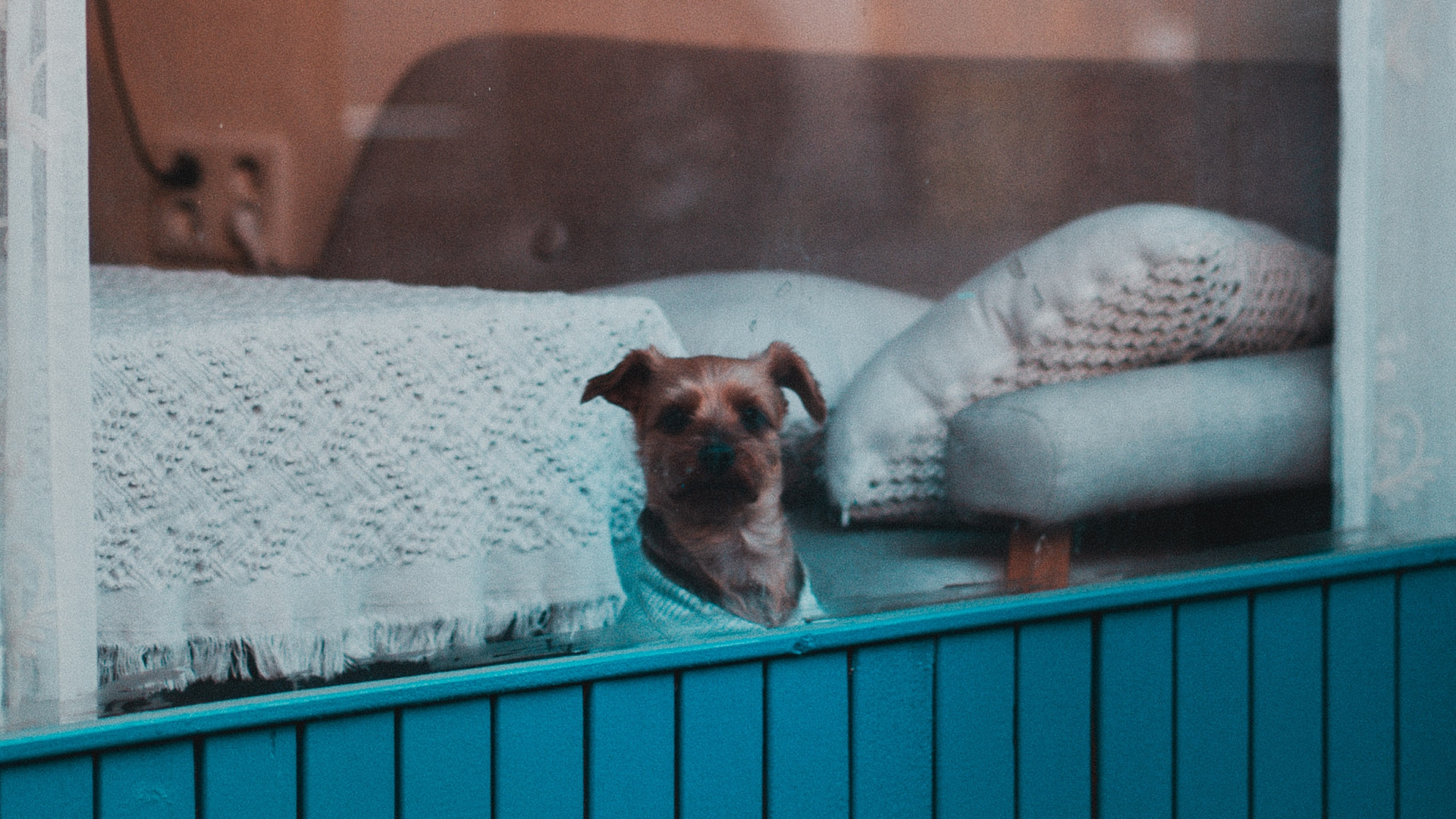 White and Brown Short Coated Small Dog. Wallpaper in 1920x1080 Resolution