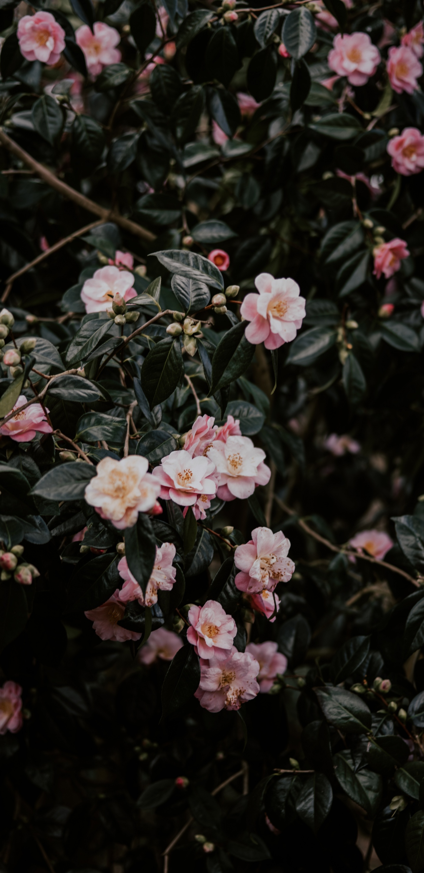 Flores Rosas y Blancas Con Hojas Verdes. Wallpaper in 1440x2960 Resolution