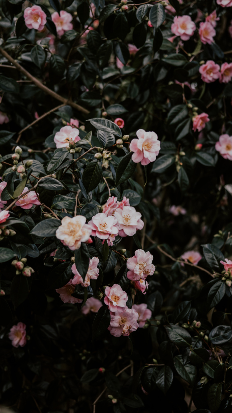 Flores Rosas y Blancas Con Hojas Verdes. Wallpaper in 750x1334 Resolution