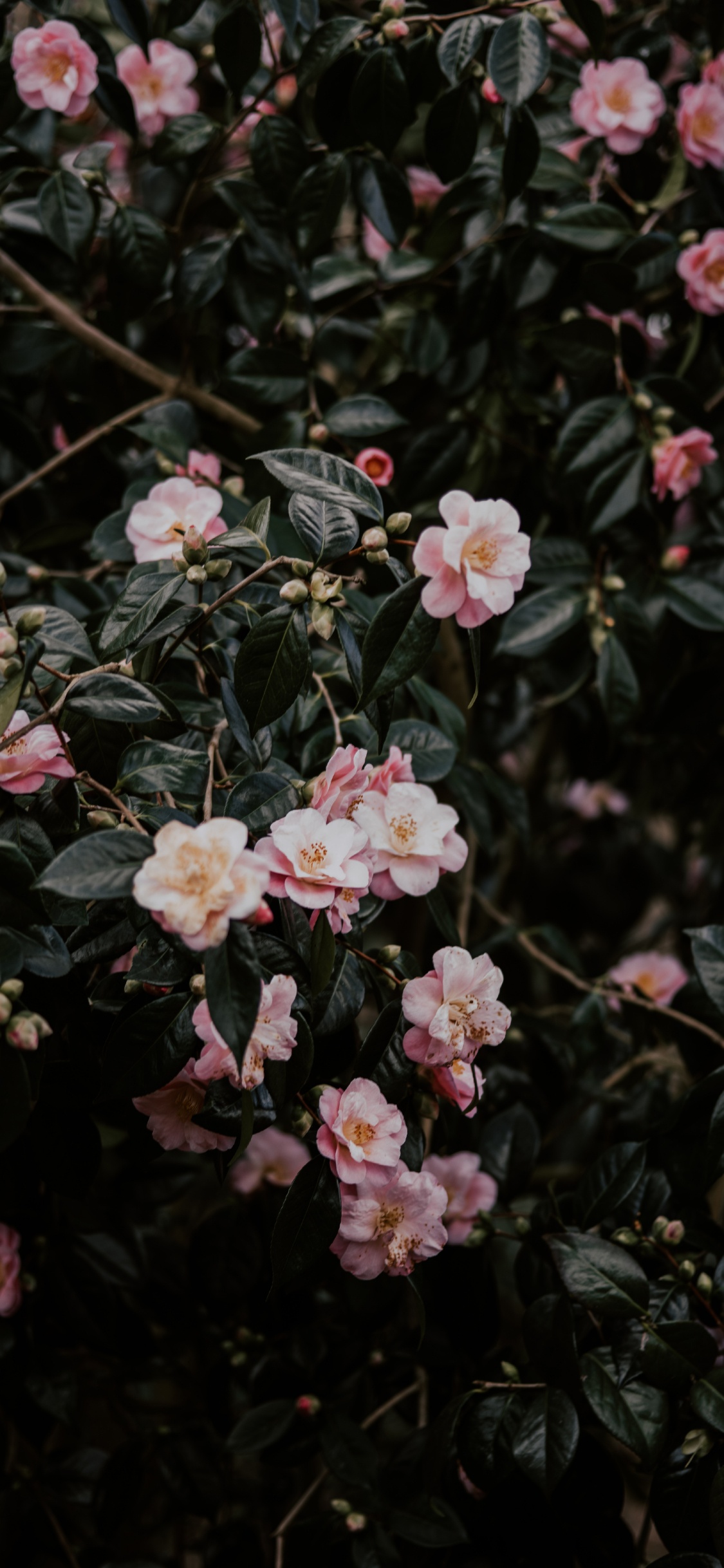 Fleurs Roses et Blanches Avec Des Feuilles Vertes. Wallpaper in 1125x2436 Resolution