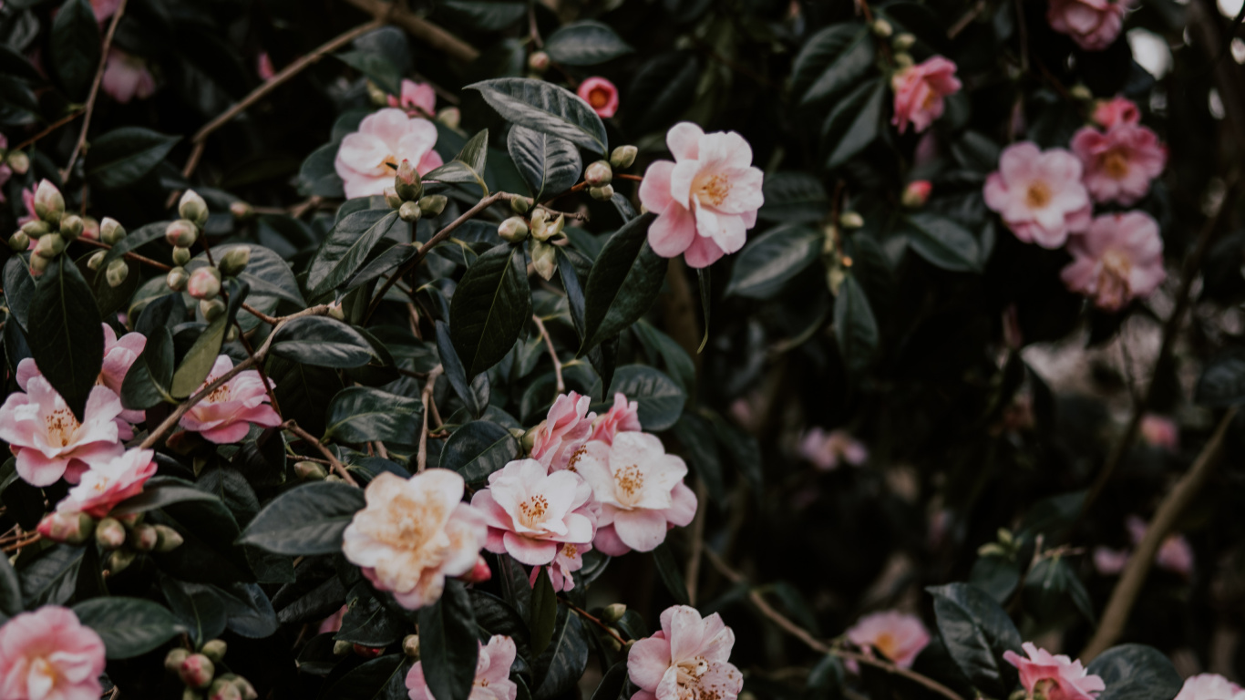 Fleurs Roses et Blanches Avec Des Feuilles Vertes. Wallpaper in 1366x768 Resolution