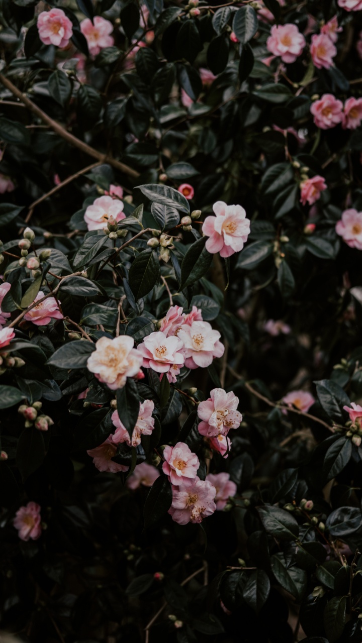 Rosa Und Weiße Blüten Mit Grünen Blättern. Wallpaper in 720x1280 Resolution