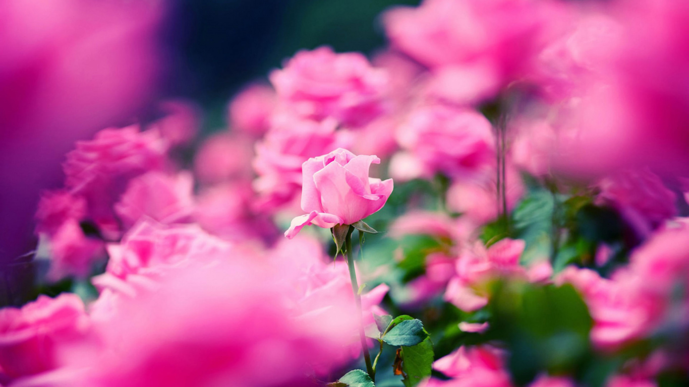 Pink Roses in Tilt Shift Lens. Wallpaper in 1366x768 Resolution