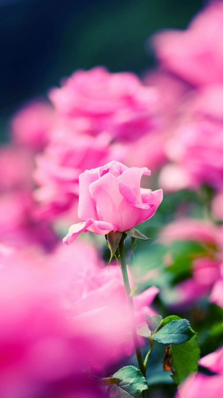 Pink Roses in Tilt Shift Lens. Wallpaper in 720x1280 Resolution
