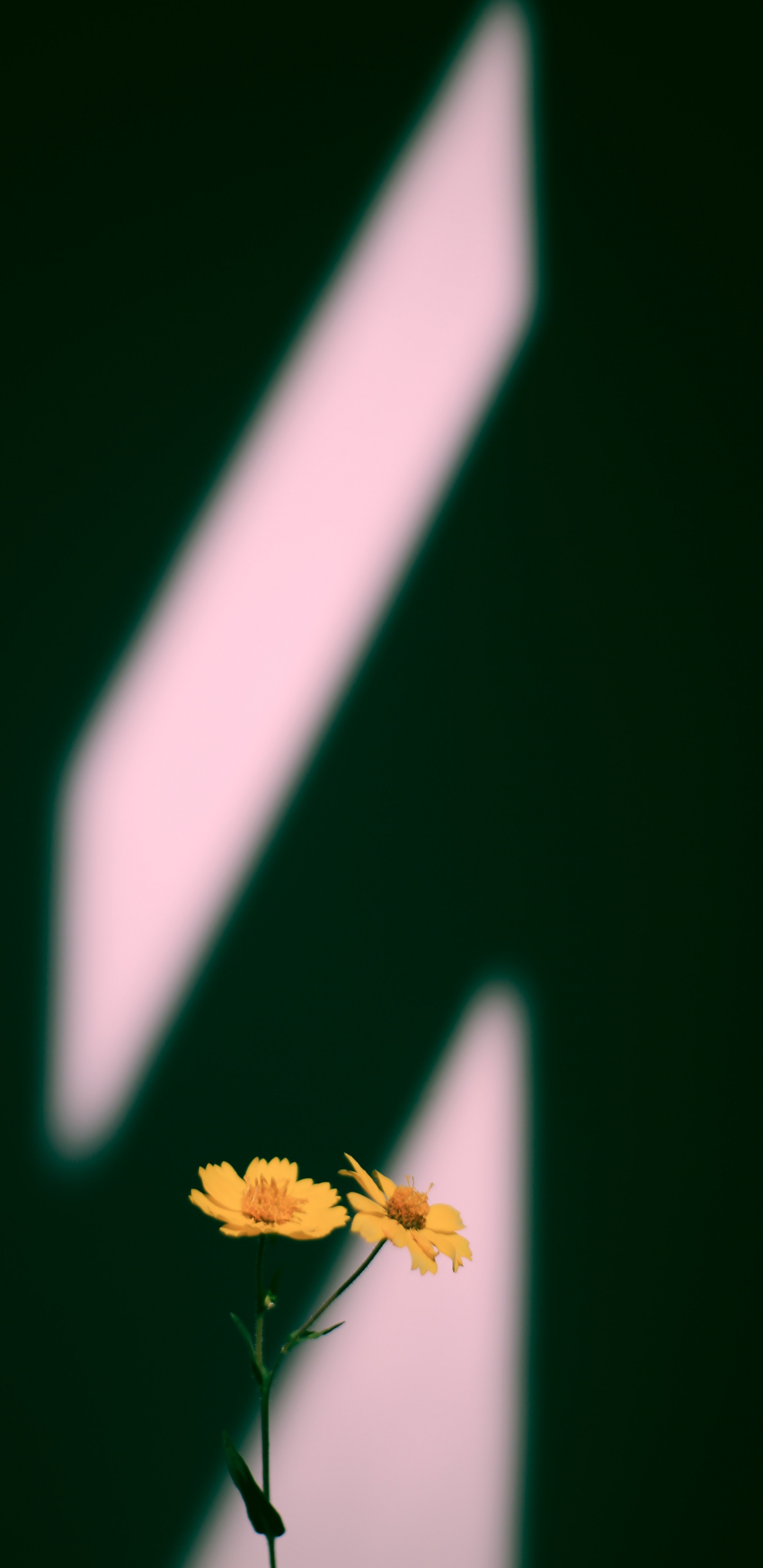 Flor Amarilla en Fondo Negro. Wallpaper in 1440x2960 Resolution