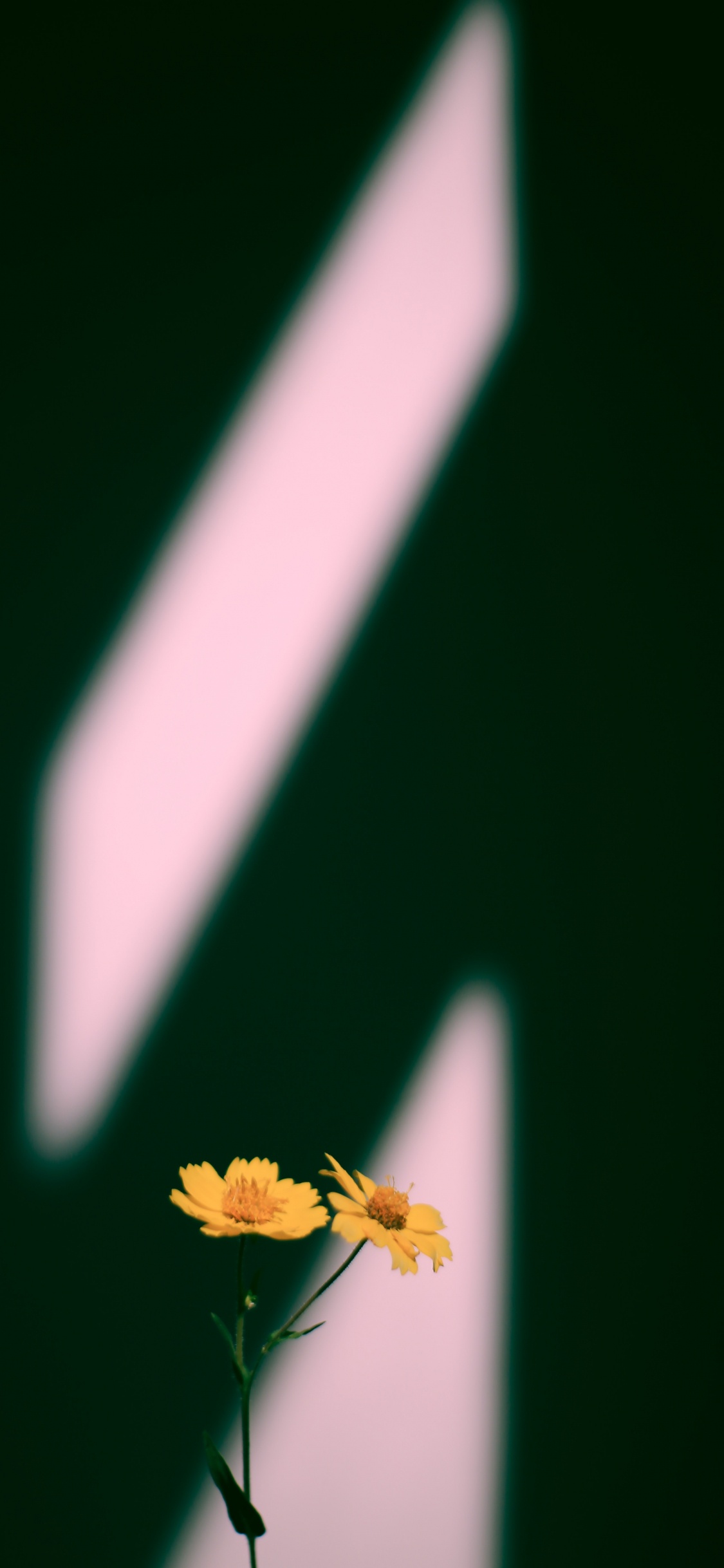 Gelbe Blume Auf Schwarzem Hintergrund. Wallpaper in 1125x2436 Resolution