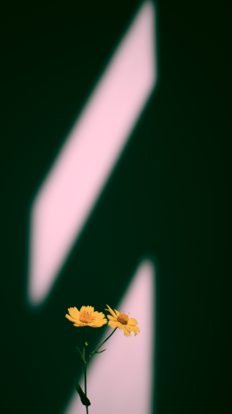 Gelbe Blume Auf Schwarzem Hintergrund. Wallpaper in 750x1334 Resolution