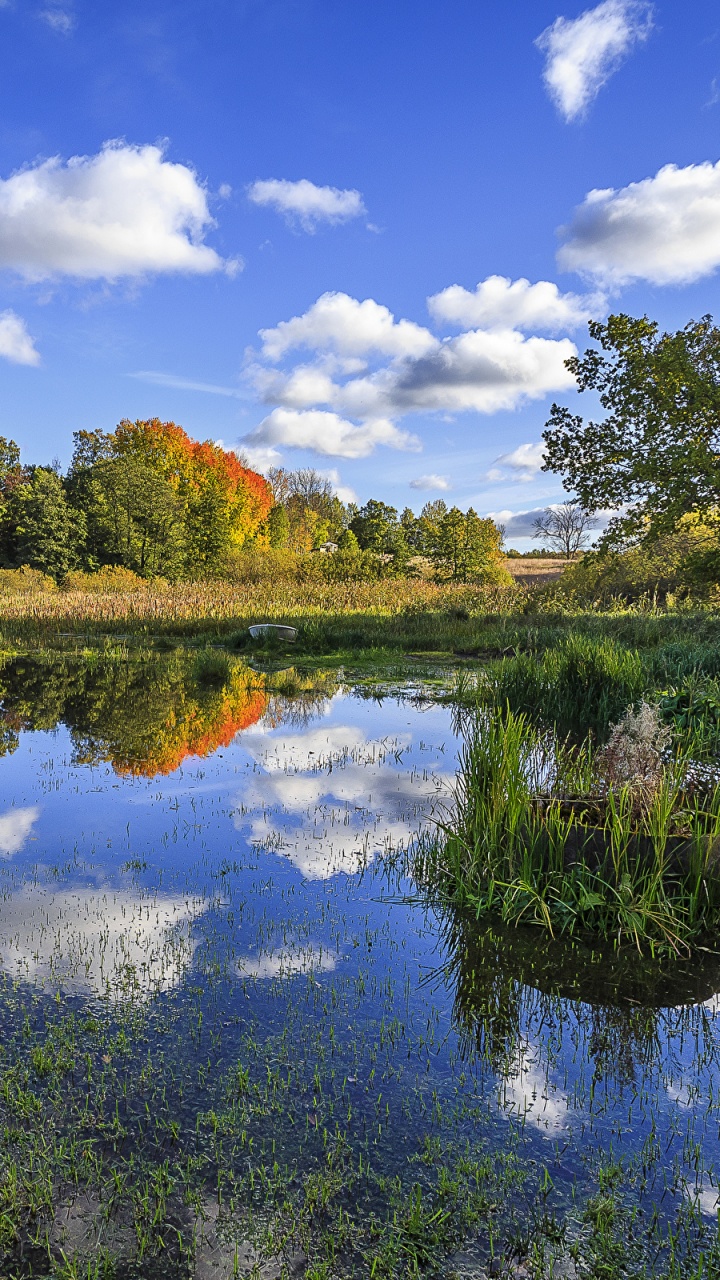 Arbres Verts au Bord du Lac Sous Ciel Bleu Pendant la Journée. Wallpaper in 720x1280 Resolution