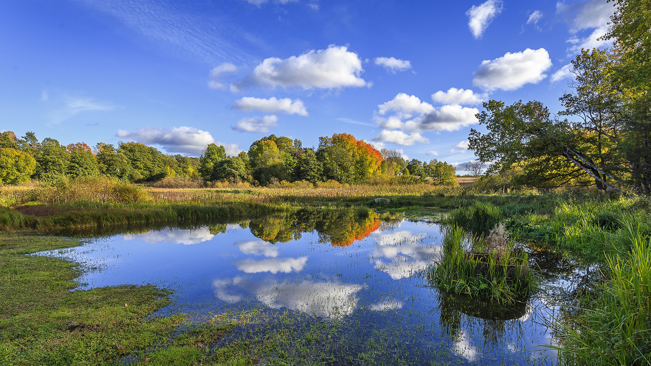 性质, 反射, 自然保护区, 植被, 荒野 壁纸 1280x720 允许