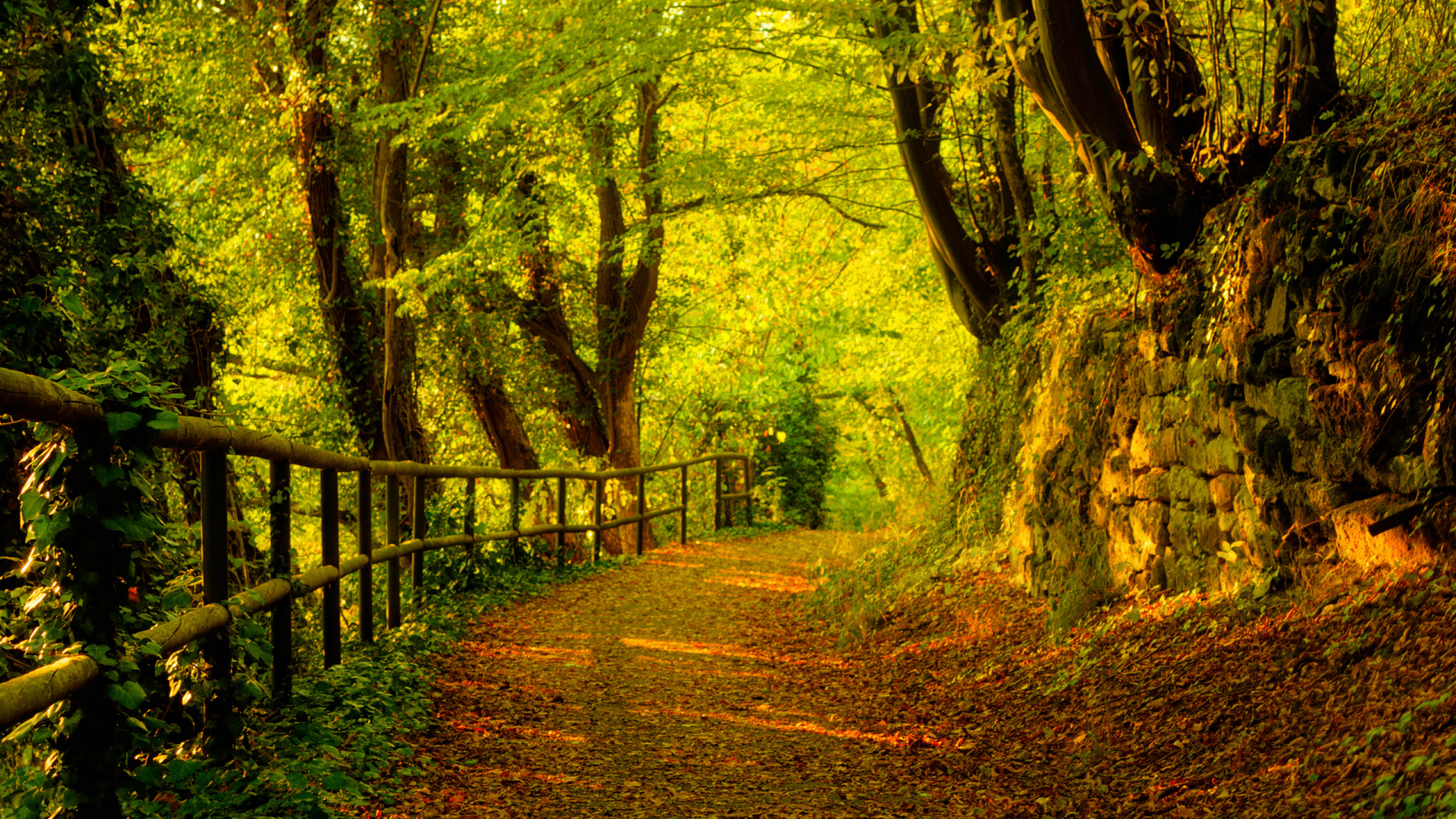 Brown Wooden Fence in Forest During Daytime. Wallpaper in 1920x1080 Resolution