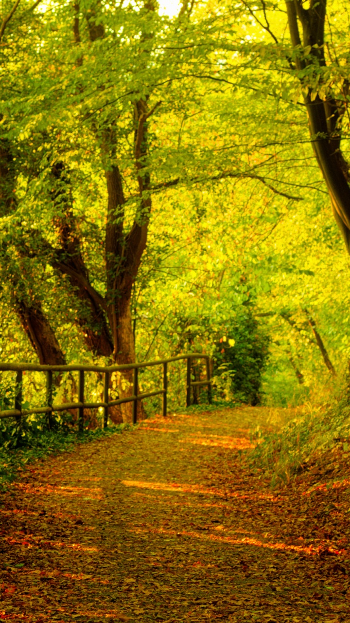 Brown Wooden Fence in Forest During Daytime. Wallpaper in 720x1280 Resolution