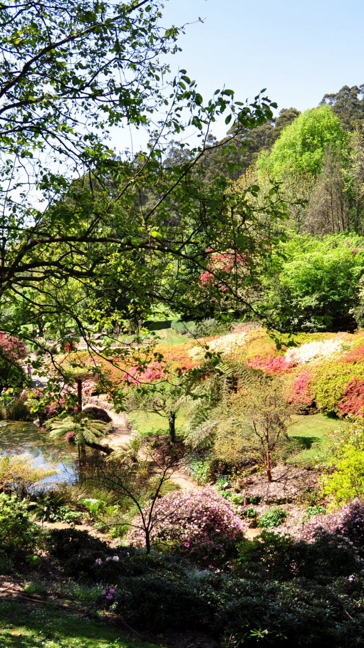 Green Trees on Green Grass Field During Daytime. Wallpaper in 750x1334 Resolution