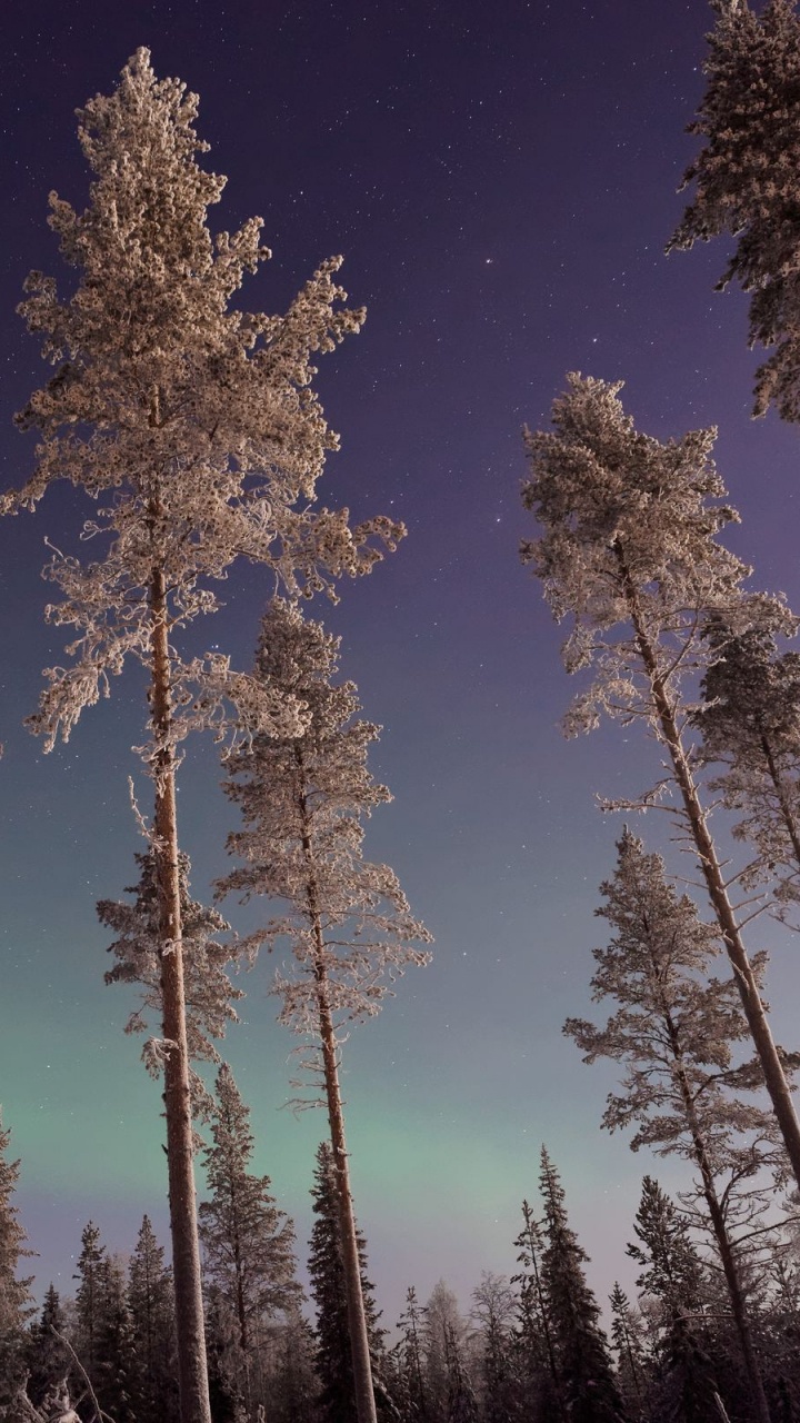 Green Trees Under Blue Sky During Daytime. Wallpaper in 720x1280 Resolution
