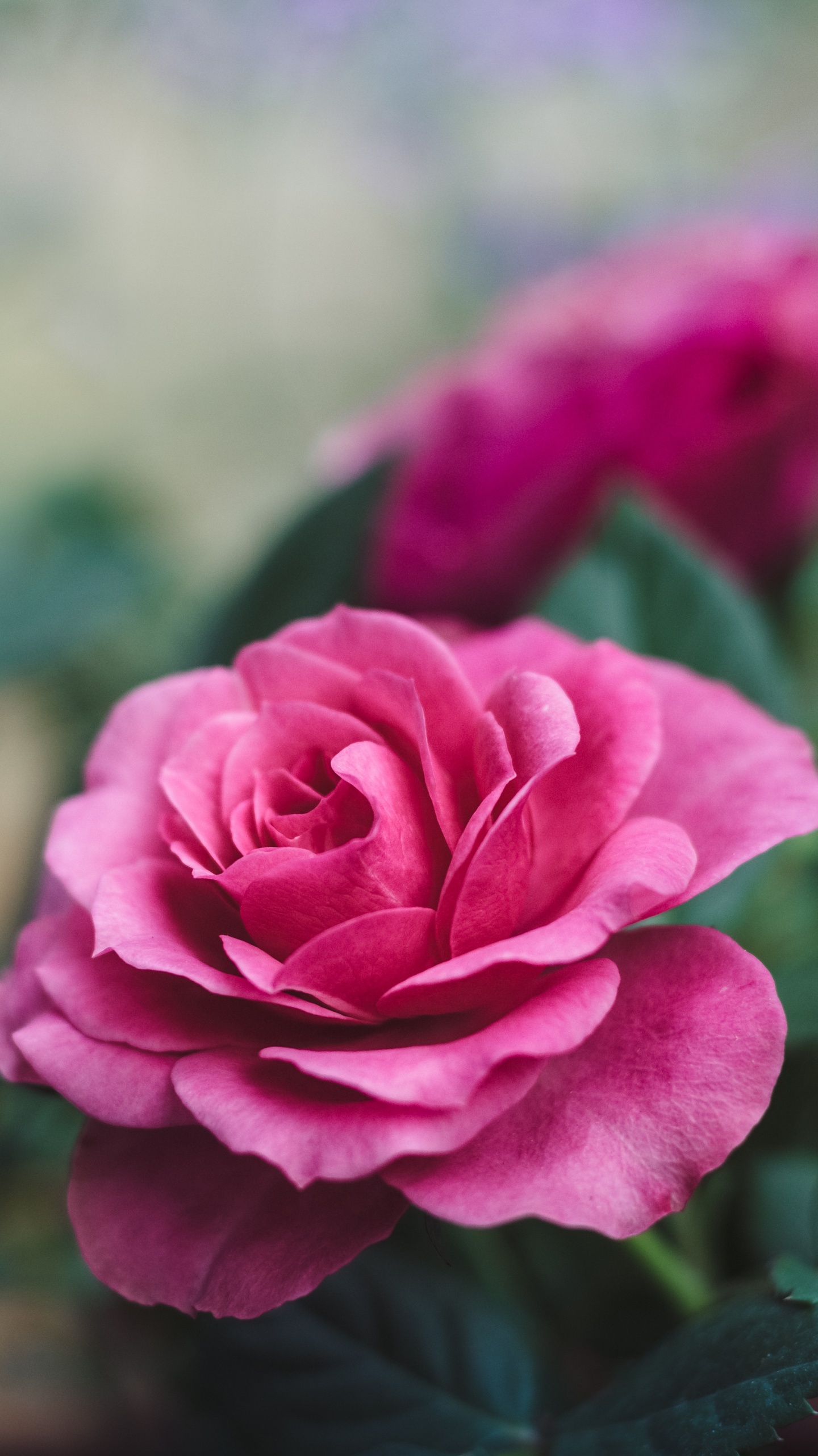 Rosa Rose Blüht Tagsüber. Wallpaper in 1440x2560 Resolution