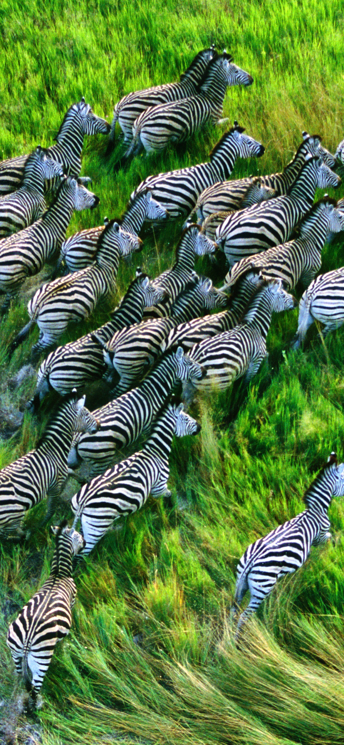 Apple MacBook Pro, Äpfeln, Betriebssystem, Terrestrische Pflanzen, Vegetation. Wallpaper in 1125x2436 Resolution