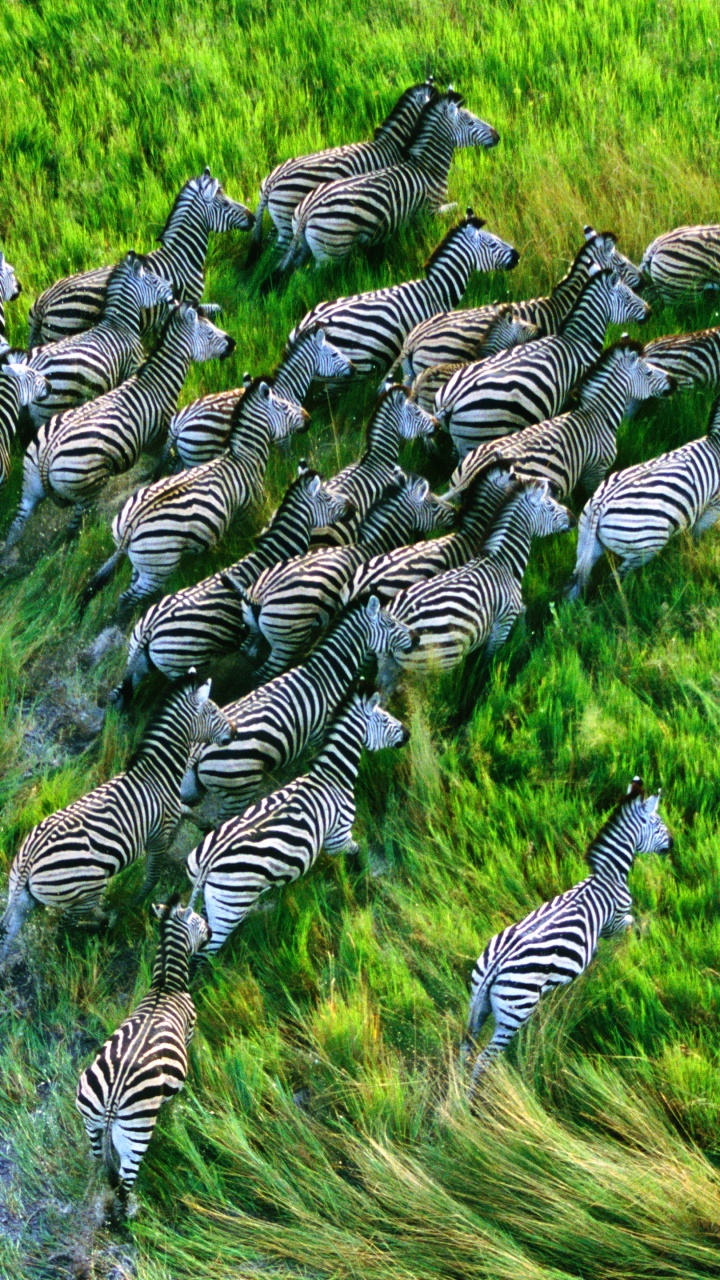 Apple MacBook Pro, Apples, Operating System, Plant, Terrestrial Plant. Wallpaper in 720x1280 Resolution