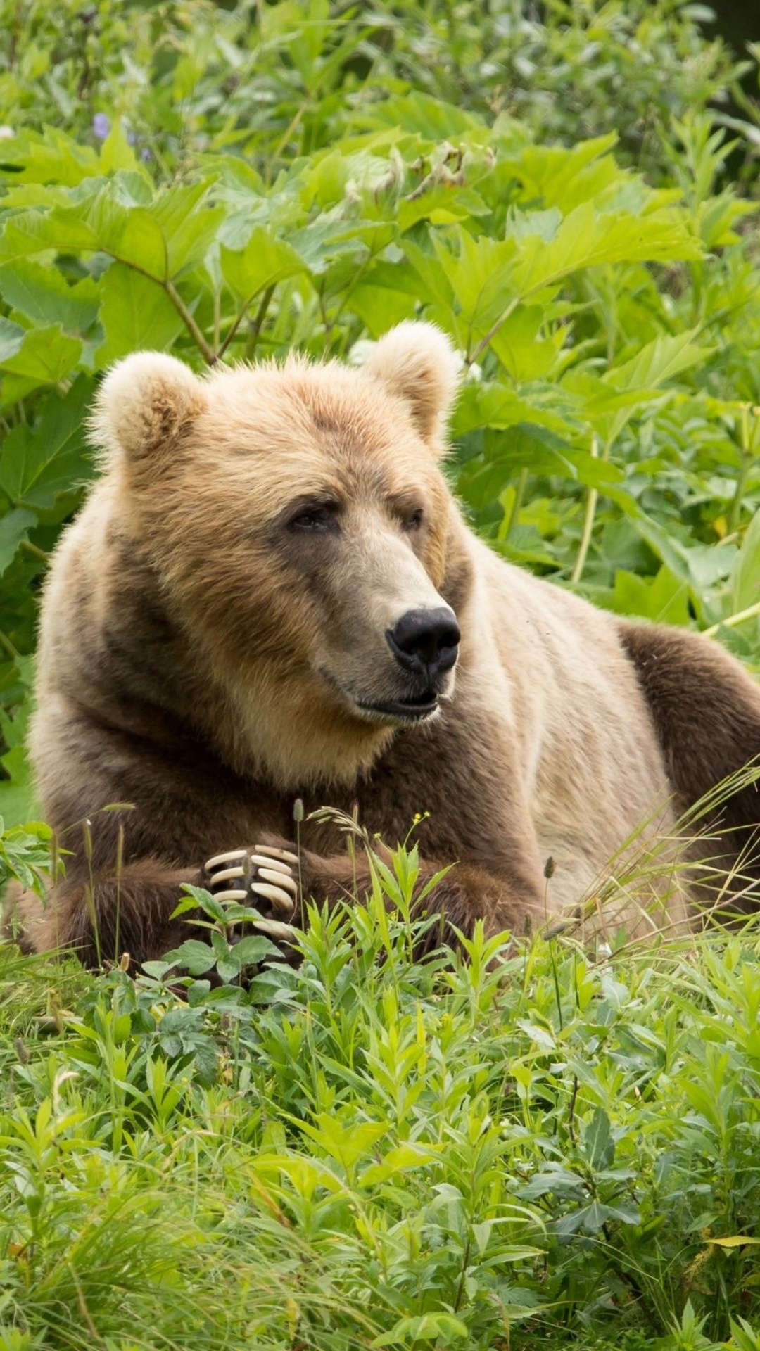 Grizzly Bear, Oso Pardo, Oso Kodiak, Verde, Carnívoro. Wallpaper in 1080x1920 Resolution