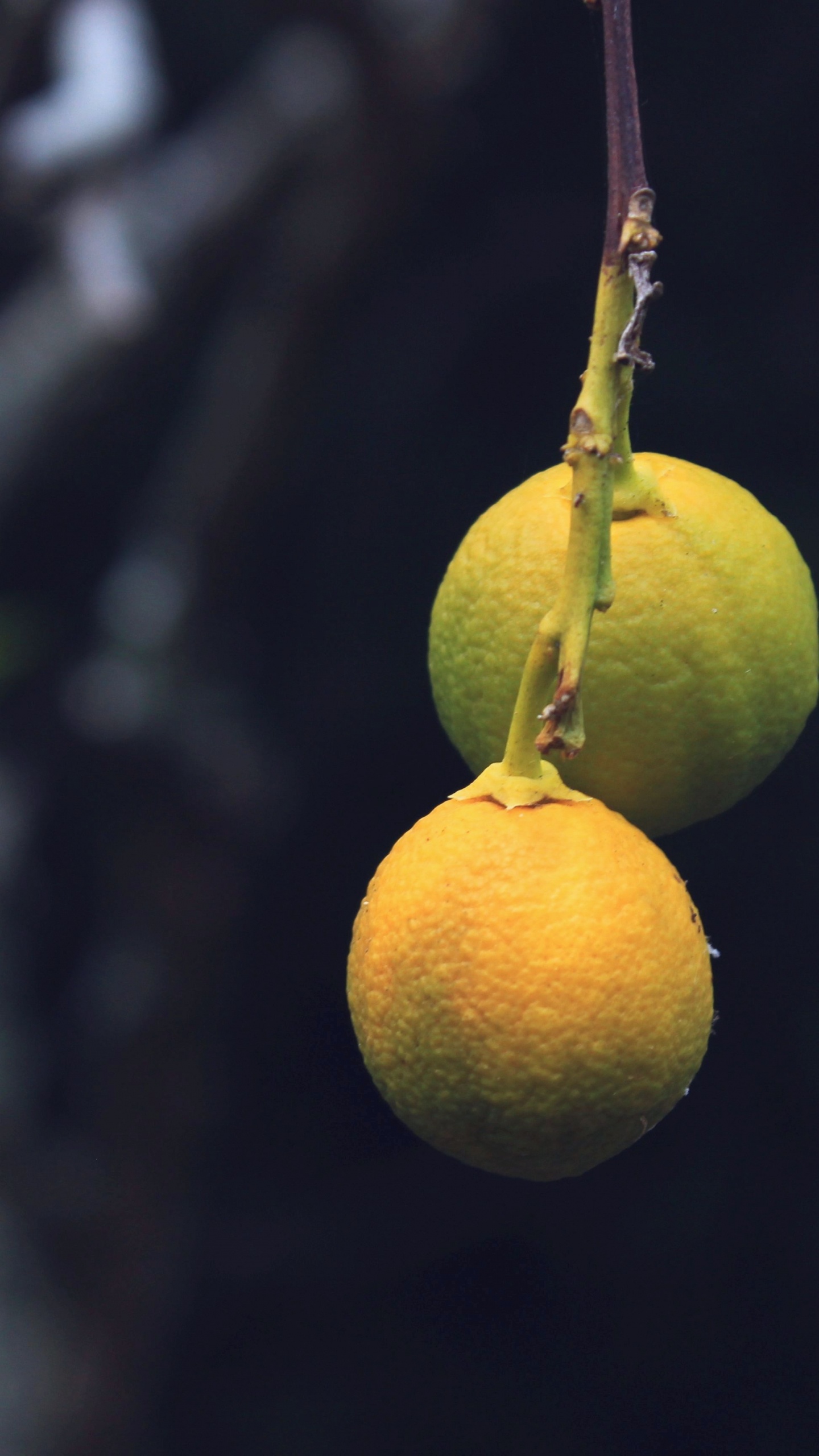 Fruits Ronds Jaunes en Photographie Rapprochée. Wallpaper in 1440x2560 Resolution