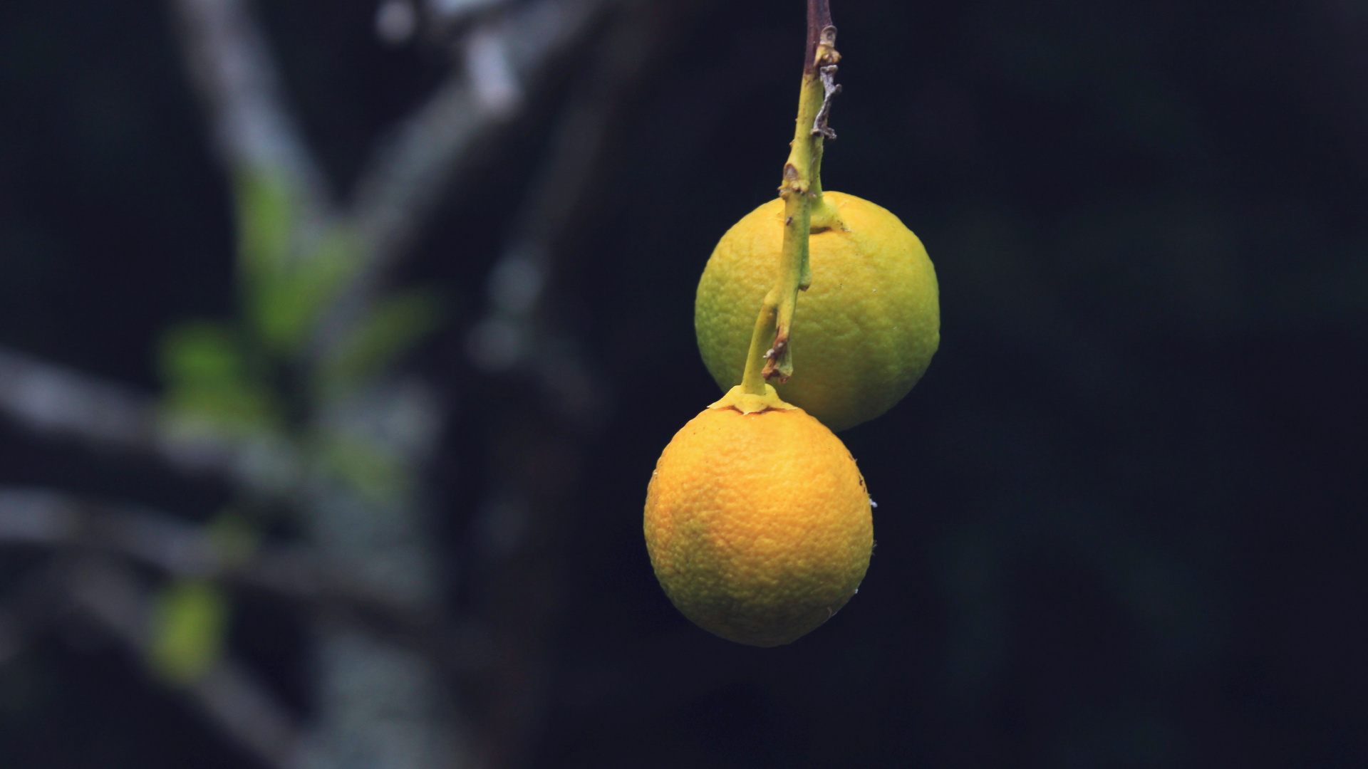 Fruits Ronds Jaunes en Photographie Rapprochée. Wallpaper in 1920x1080 Resolution