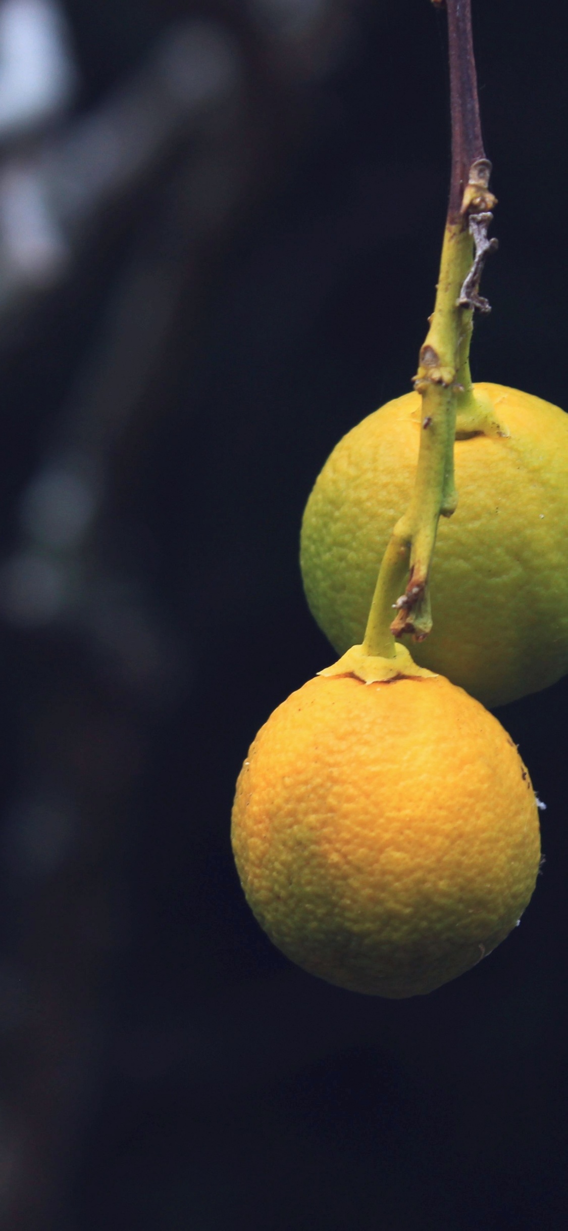 Fruta Redonda Amarilla en Fotografía de Cerca. Wallpaper in 1125x2436 Resolution