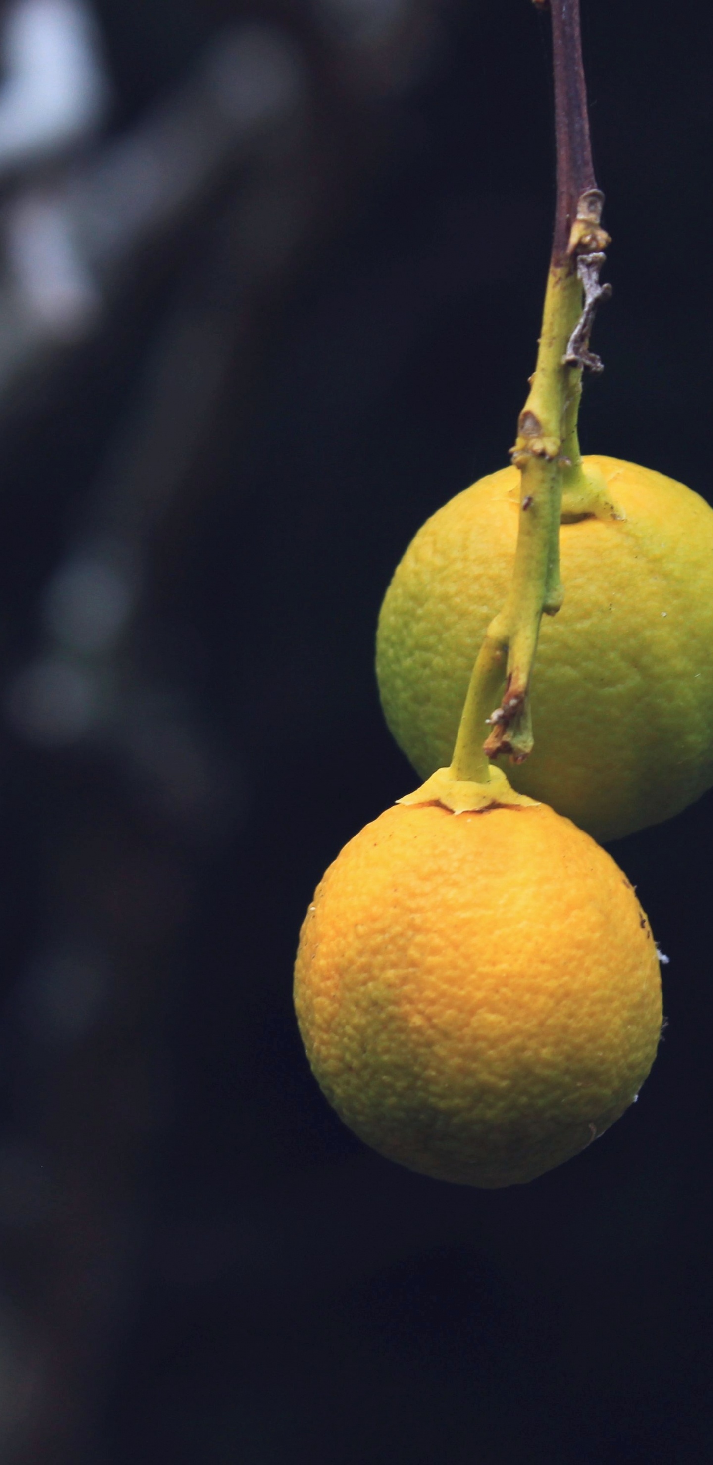 Gelbe Runde Frucht in Nahaufnahme Close. Wallpaper in 1440x2960 Resolution