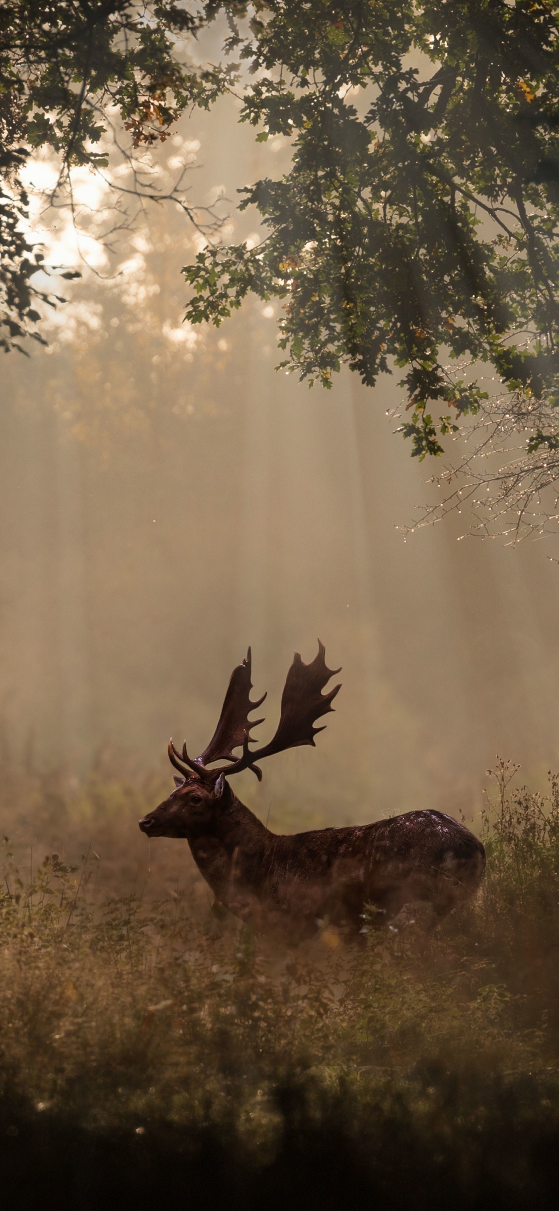 Brown Deer on Green Grass Field During Daytime. Wallpaper in 1125x2436 Resolution