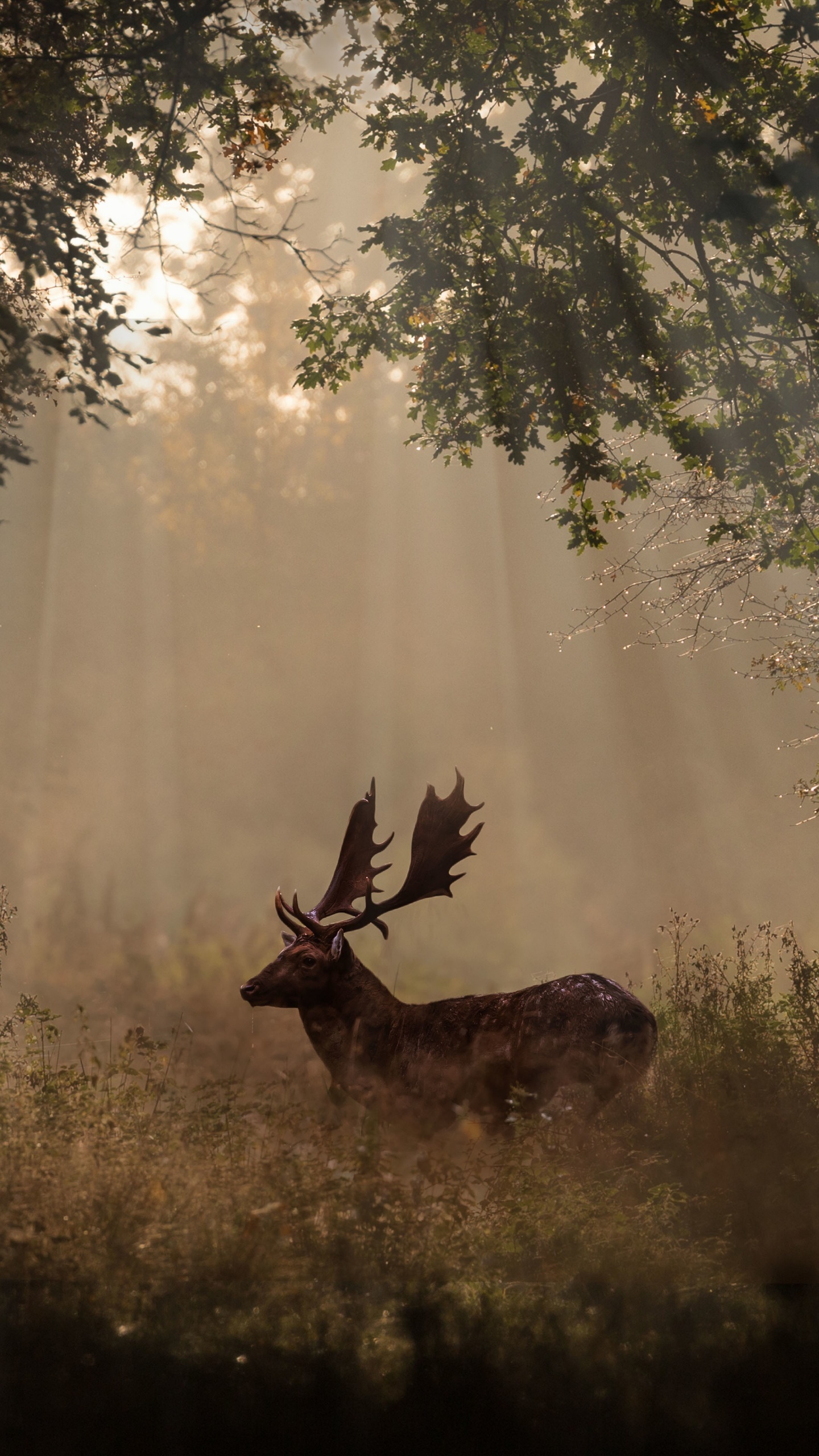 Cerf Brun Sur Terrain D'herbe Verte Pendant la Journée. Wallpaper in 1440x2560 Resolution