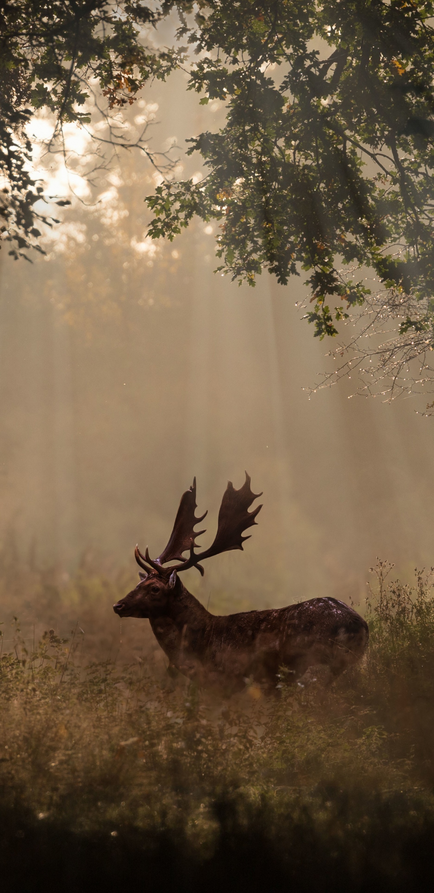 红鹿, 野生动物, 性质, 光, 气氛 壁纸 1440x2960 允许