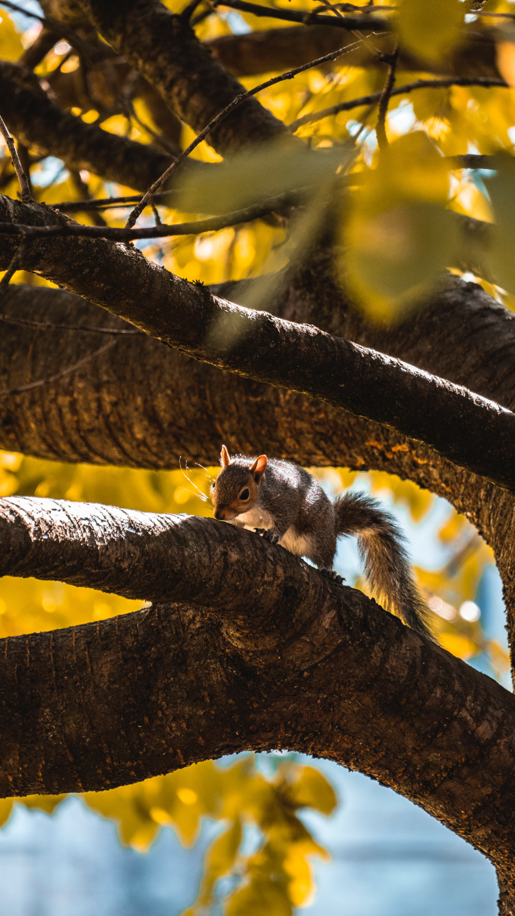 Braunes Und Weißes Eichhörnchen Auf Braunem Ast Tagsüber. Wallpaper in 750x1334 Resolution