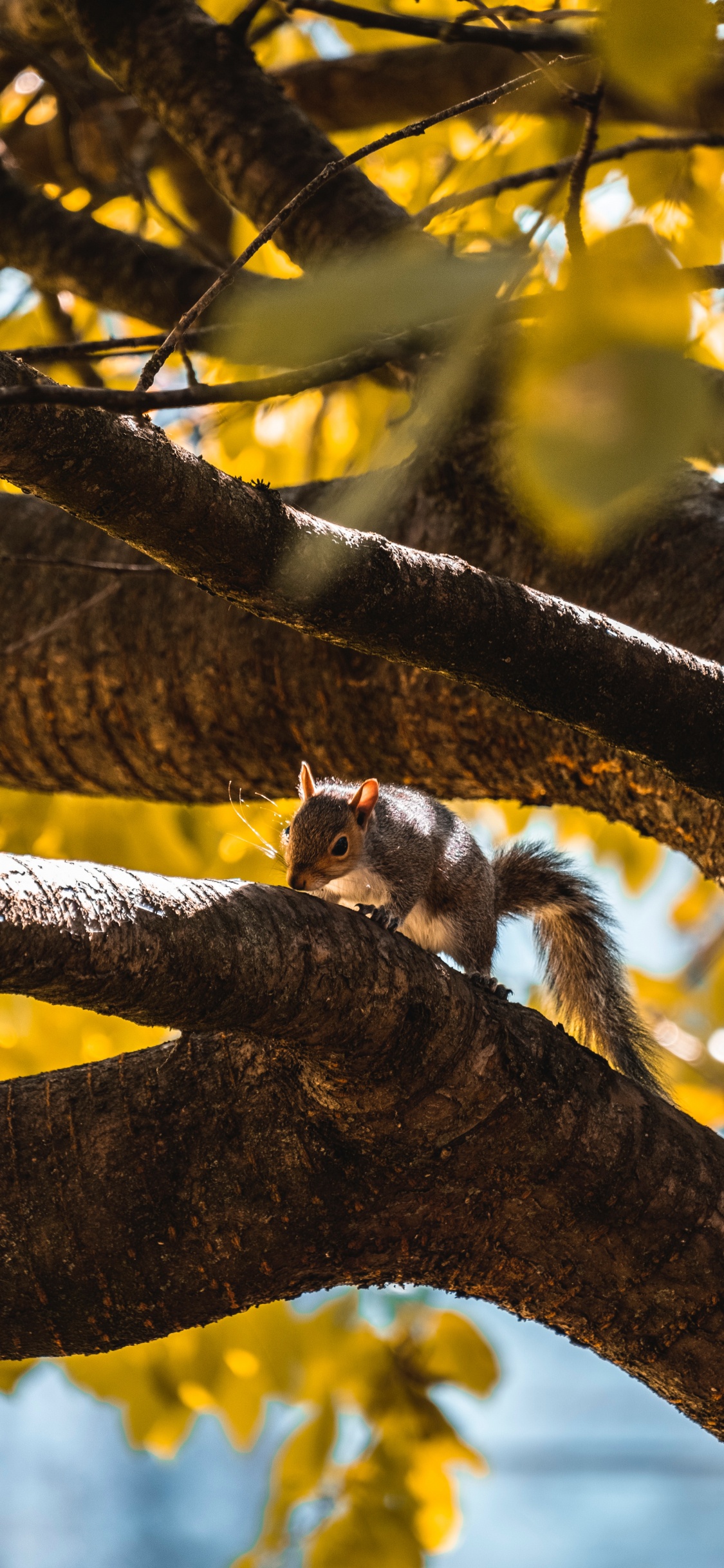 Ardilla Marrón y Blanca en la Rama de un Árbol Marrón Durante el Día. Wallpaper in 1125x2436 Resolution