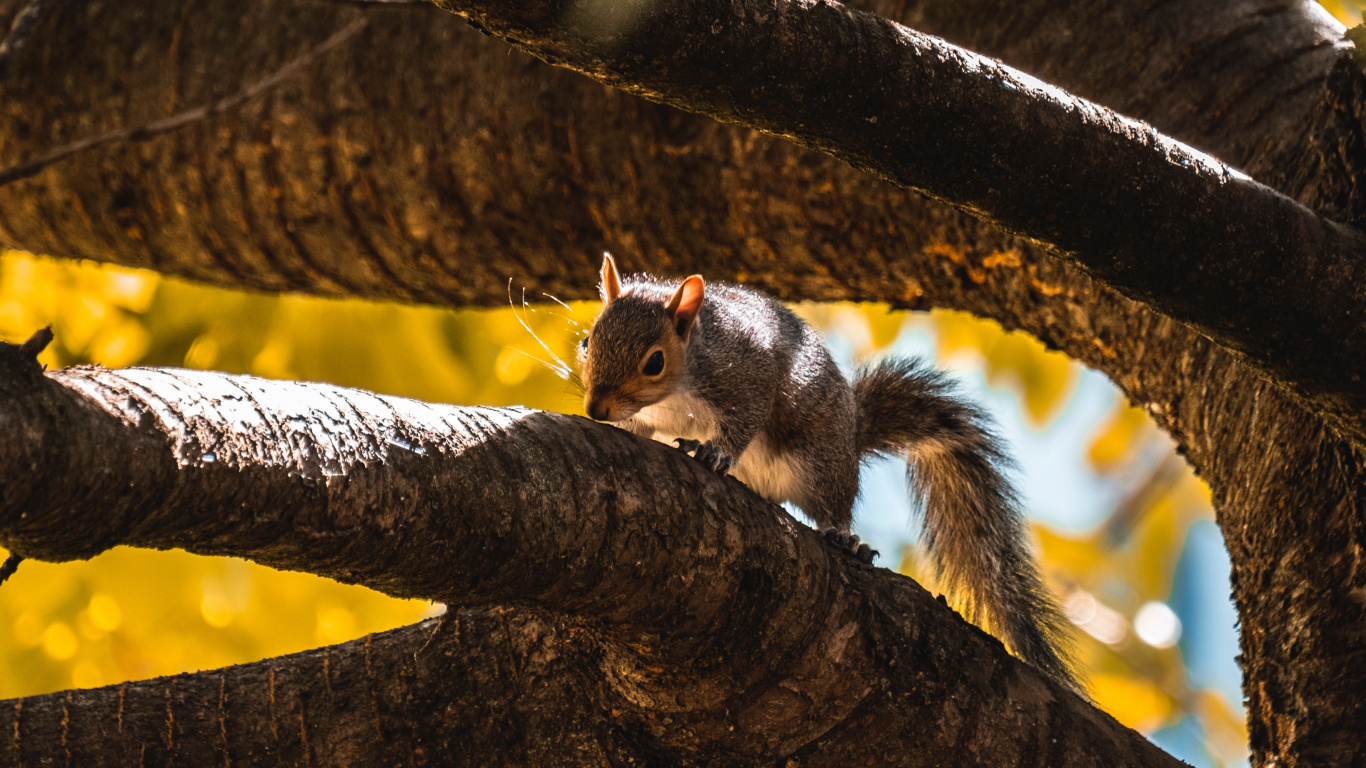 Ardilla Marrón y Blanca en la Rama de un Árbol Marrón Durante el Día. Wallpaper in 1366x768 Resolution