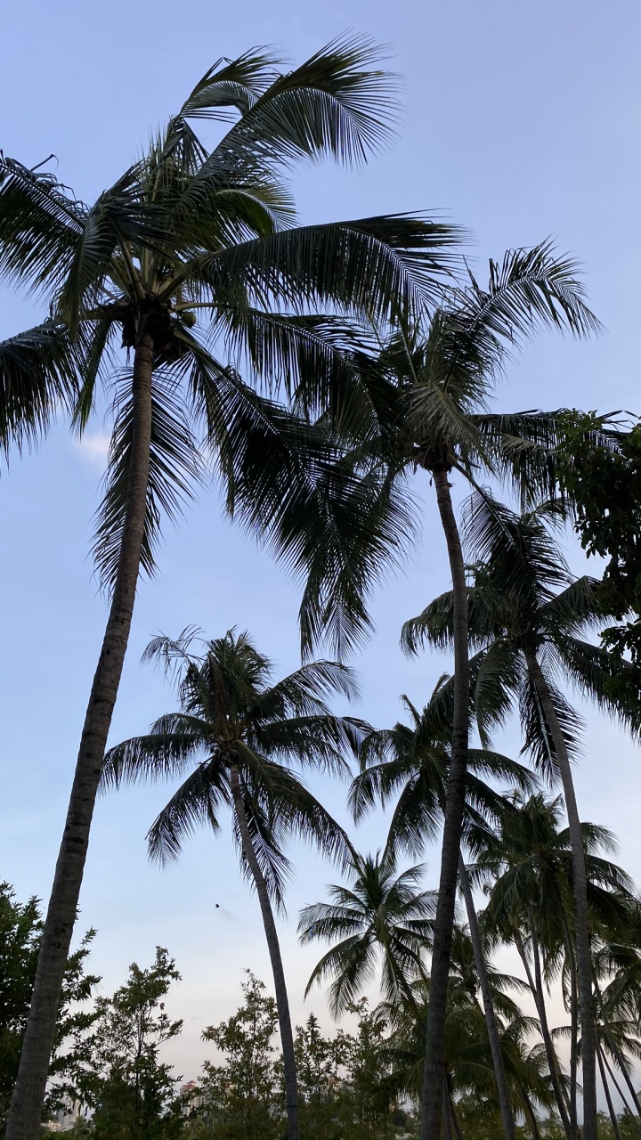 Babassu, Date Palm, Nature, Vegetation, Daytime. Wallpaper in 720x1280 Resolution