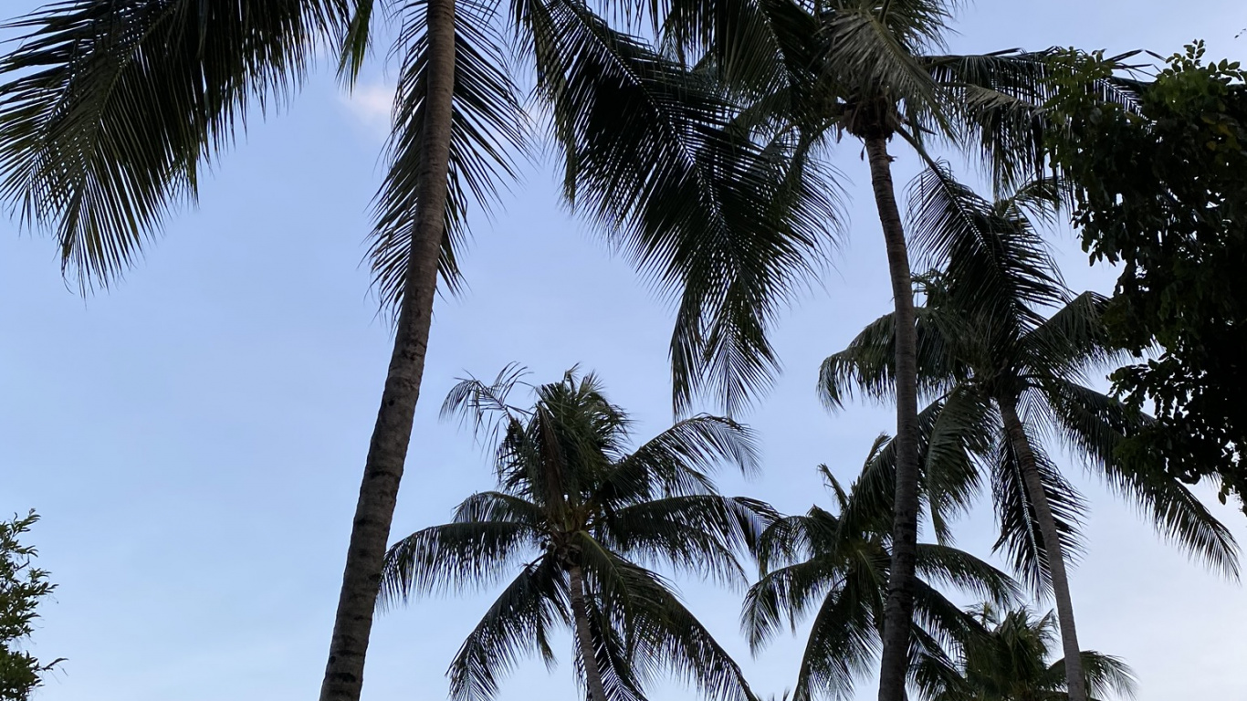 Babassu, Dattelpalme, Natur, Vegetation, Tageszeit. Wallpaper in 1366x768 Resolution