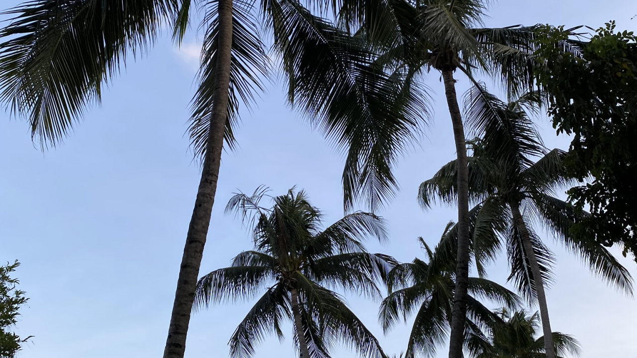 De Babassu, Dattier, Nature, Végétation, la Journée. Wallpaper in 1280x720 Resolution