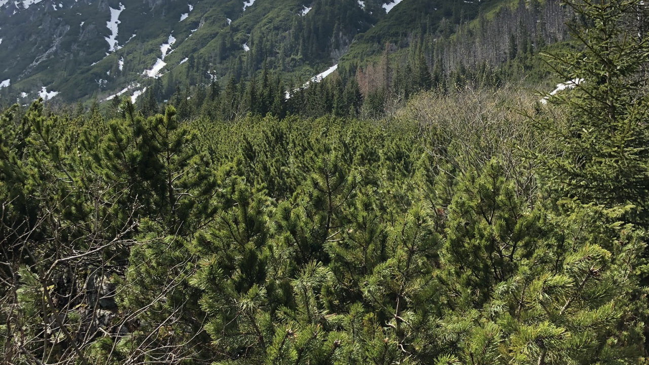 荒野, 针叶树, 多山的地貌, 山脉, 高地 壁纸 1280x720 允许