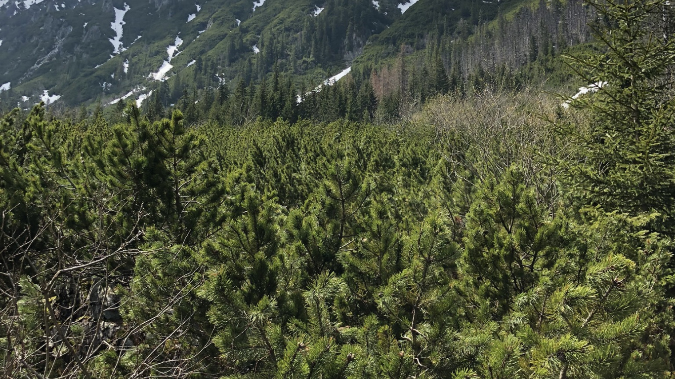 Wilderness, Conifers, Mountainous Landforms, Mountain Range, Highland. Wallpaper in 1366x768 Resolution