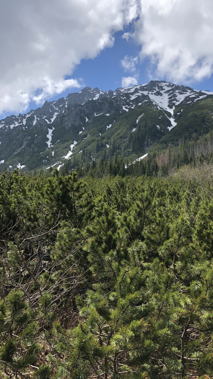 Wilderness, Conifers, Mountainous Landforms, Mountain Range, Highland. Wallpaper in 720x1280 Resolution
