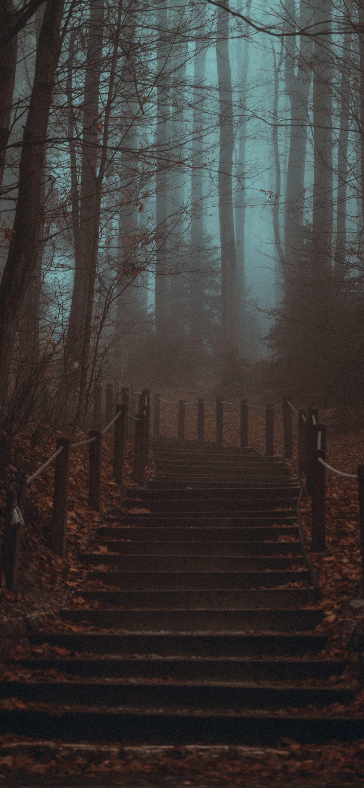 Bosque, Smartphone, Ambiente, Paisaje Natural, Entorno Natural. Wallpaper in 1242x2688 Resolution