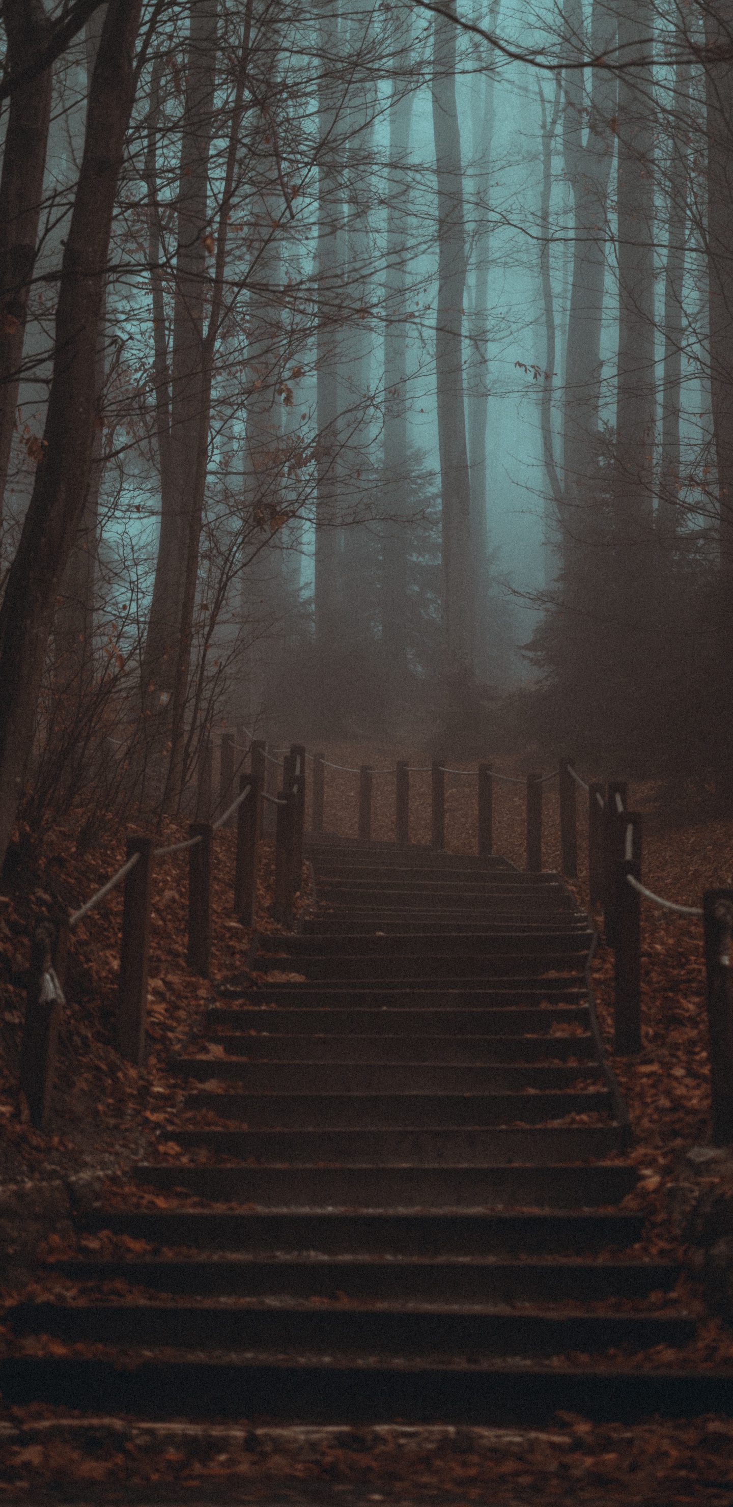 Bosque, Smartphone, Ambiente, Paisaje Natural, Entorno Natural. Wallpaper in 1440x2960 Resolution