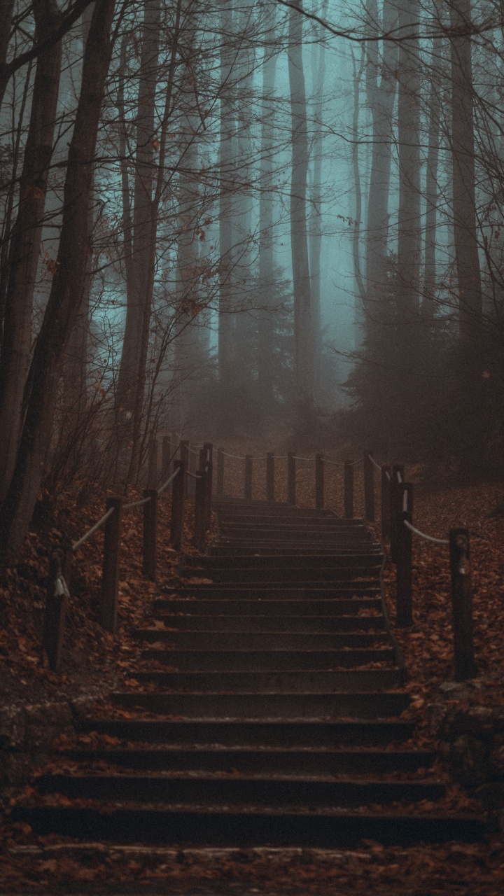 Bosque, Smartphone, Ambiente, Paisaje Natural, Entorno Natural. Wallpaper in 720x1280 Resolution