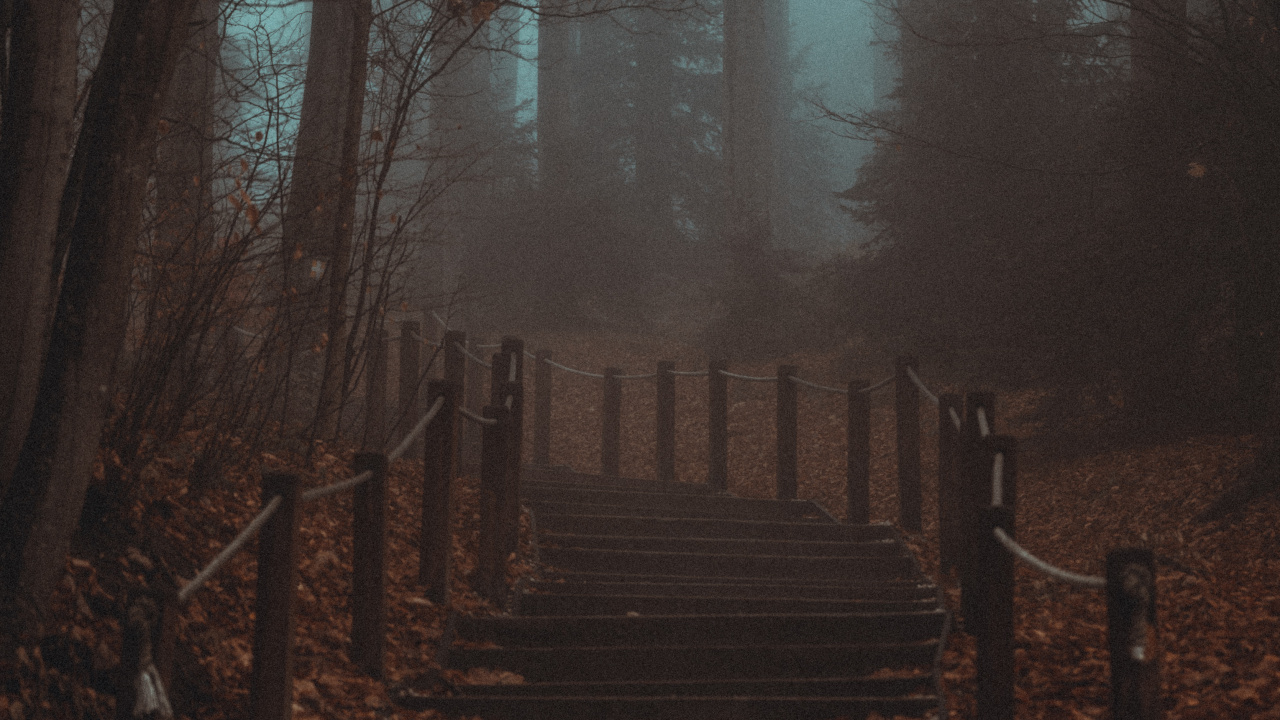 Smartphone, Atmosphäre, Naturlandschaft, Natürlichen Umgebung, Holz. Wallpaper in 1280x720 Resolution