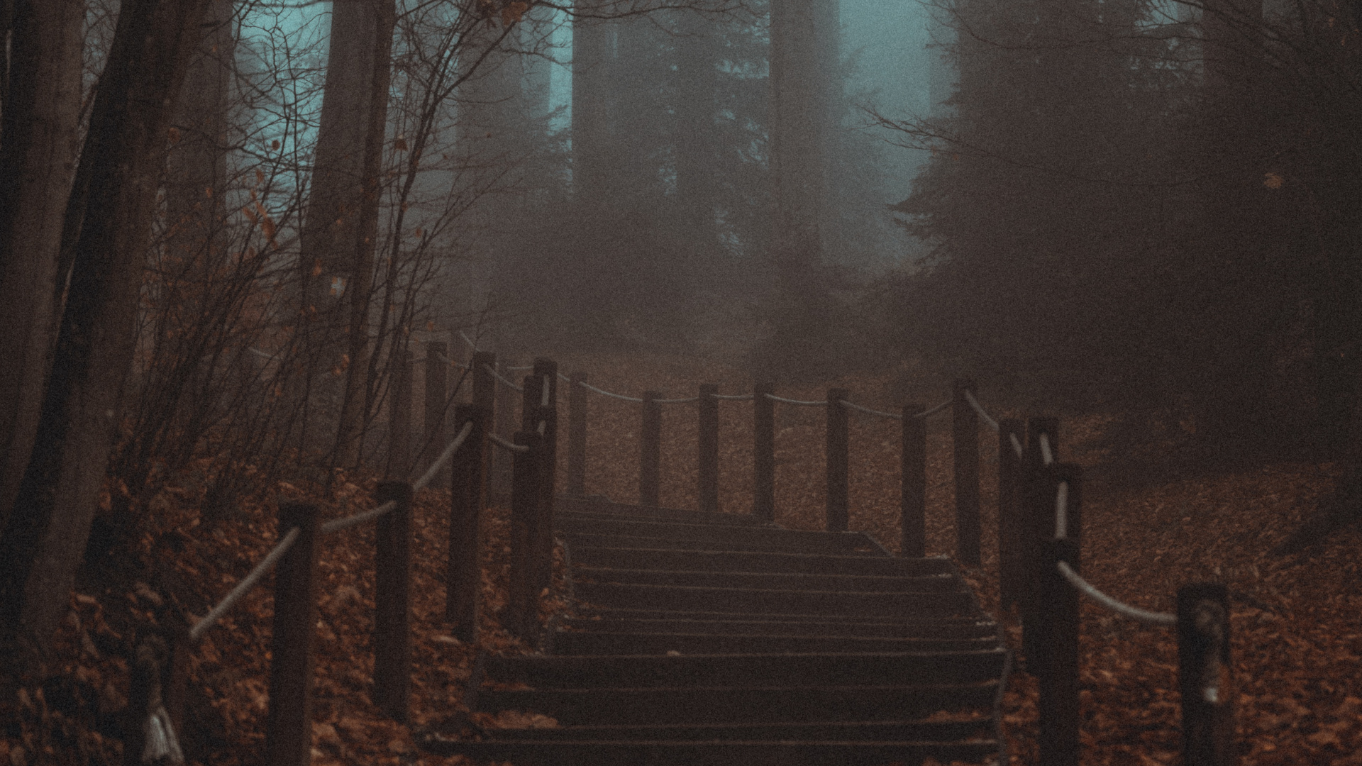 Smartphone, Atmosphäre, Naturlandschaft, Natürlichen Umgebung, Holz. Wallpaper in 1920x1080 Resolution