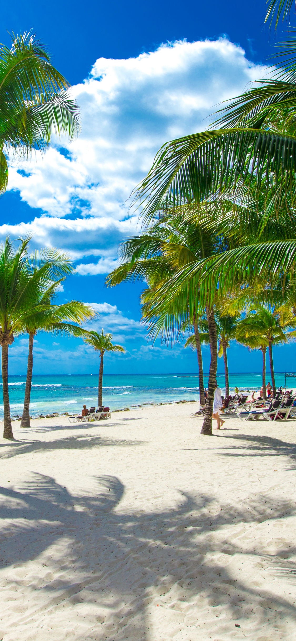 Palm Trees on Beach During Daytime. Wallpaper in 1125x2436 Resolution