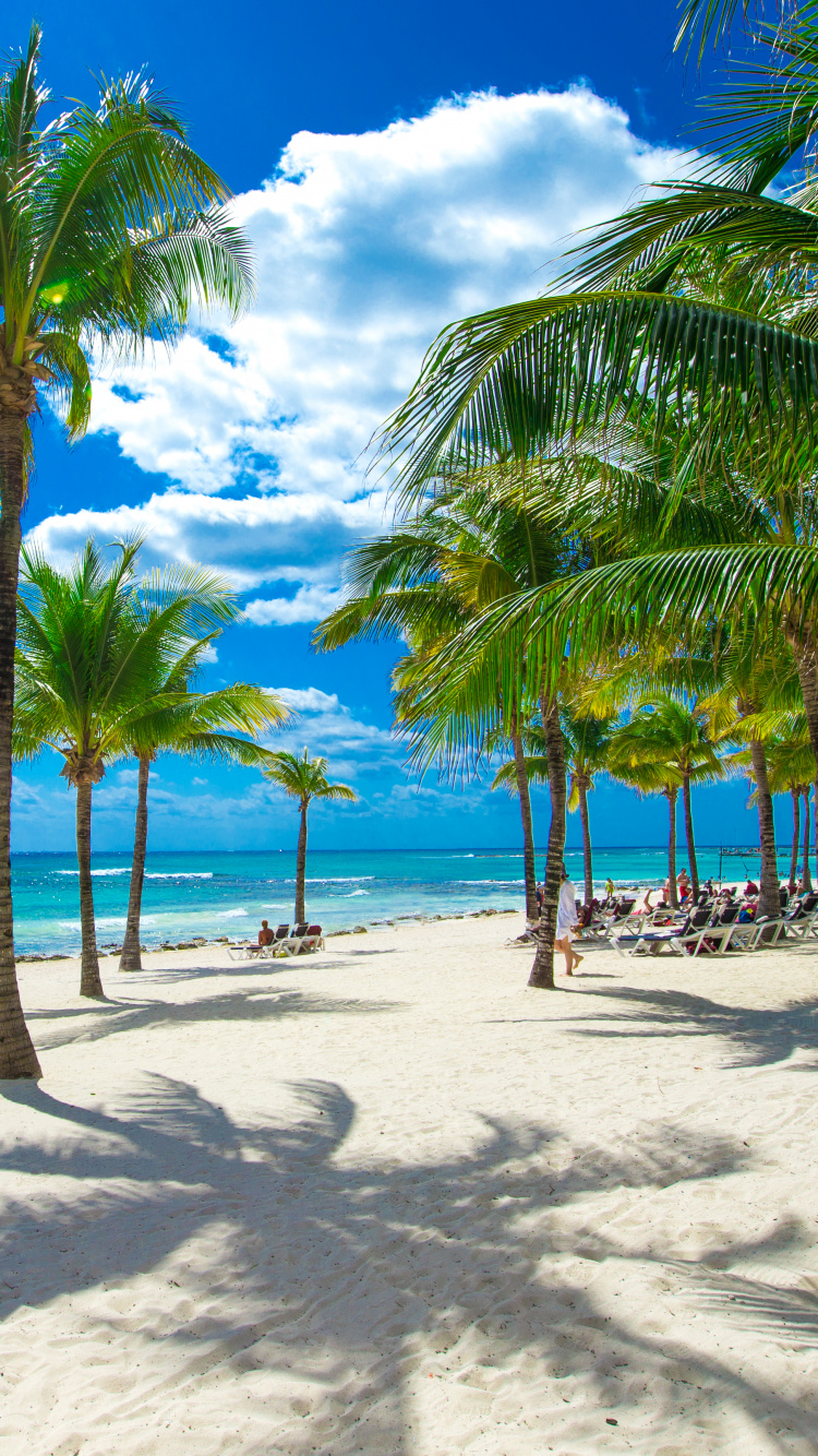 Palm Trees on Beach During Daytime. Wallpaper in 750x1334 Resolution