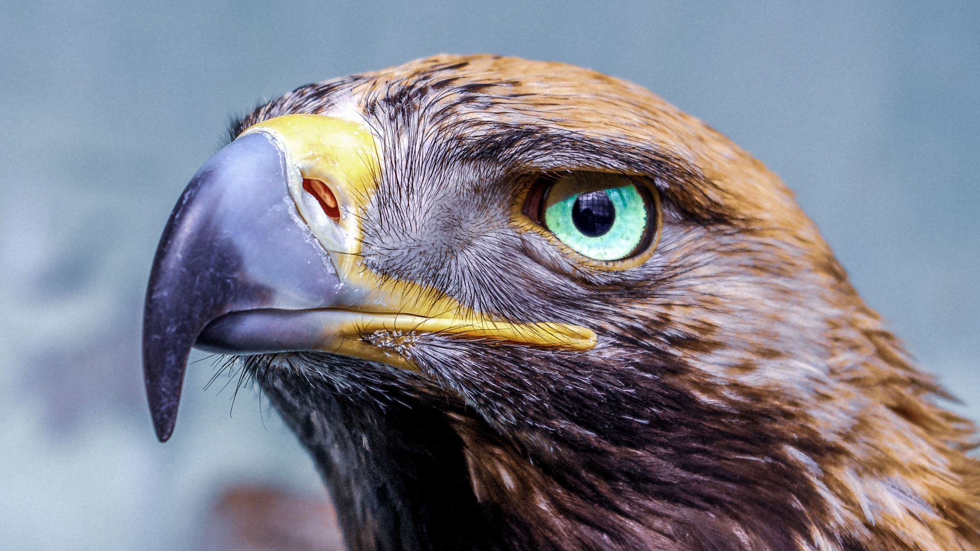 Brown and Black Bird in Close up Photography. Wallpaper in 1920x1080 Resolution