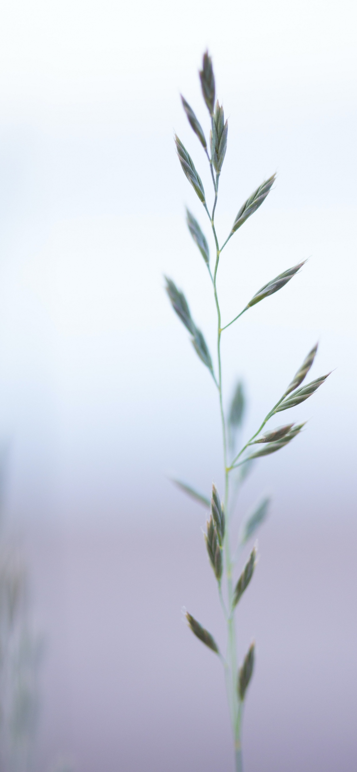 Gras-Familie, Zweig, Terrestrische Pflanzen, Gras, Baum. Wallpaper in 1242x2688 Resolution