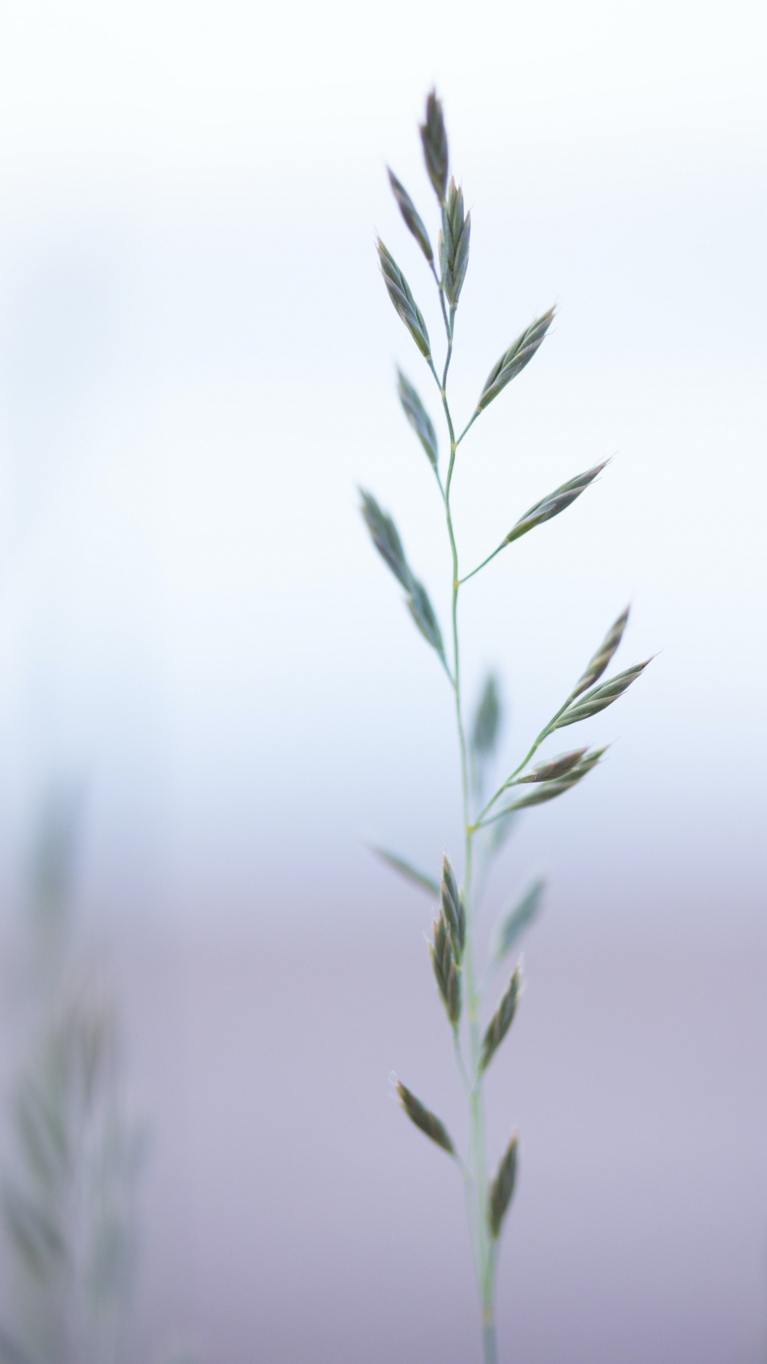 Grass Family, Plant, Twig, Terrestrial Plant, Grass. Wallpaper in 1080x1920 Resolution