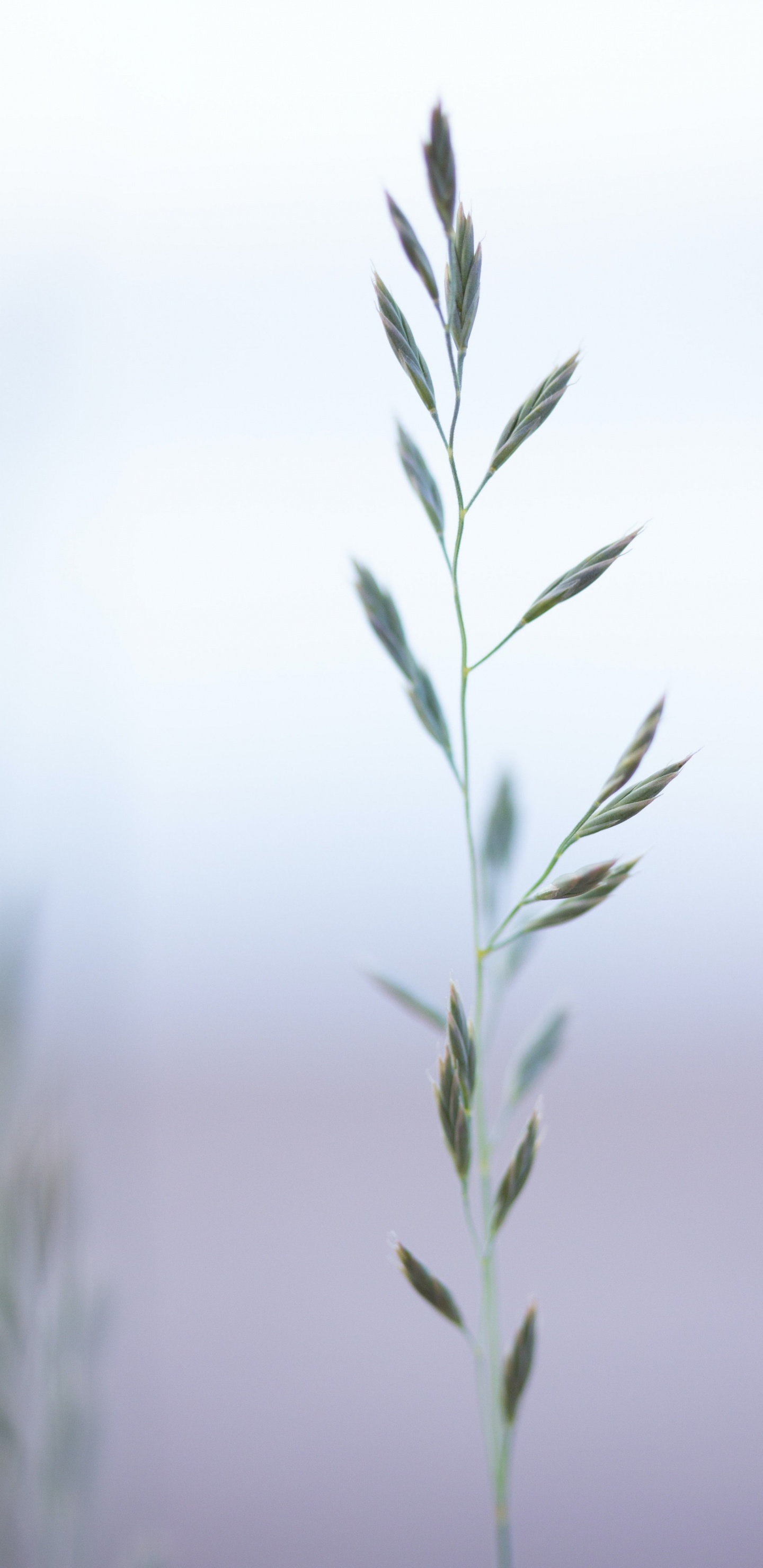 Grass Family, Plant, Twig, Terrestrial Plant, Grass. Wallpaper in 1440x2960 Resolution