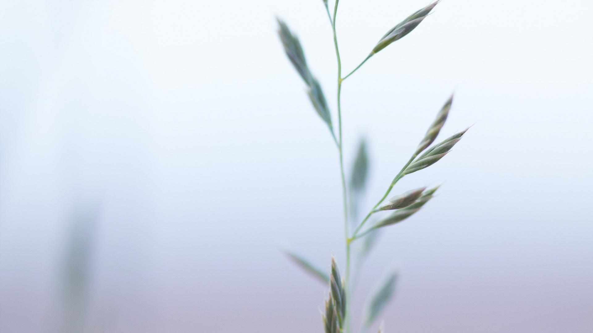 Grass Family, Plant, Twig, Terrestrial Plant, Grass. Wallpaper in 1920x1080 Resolution